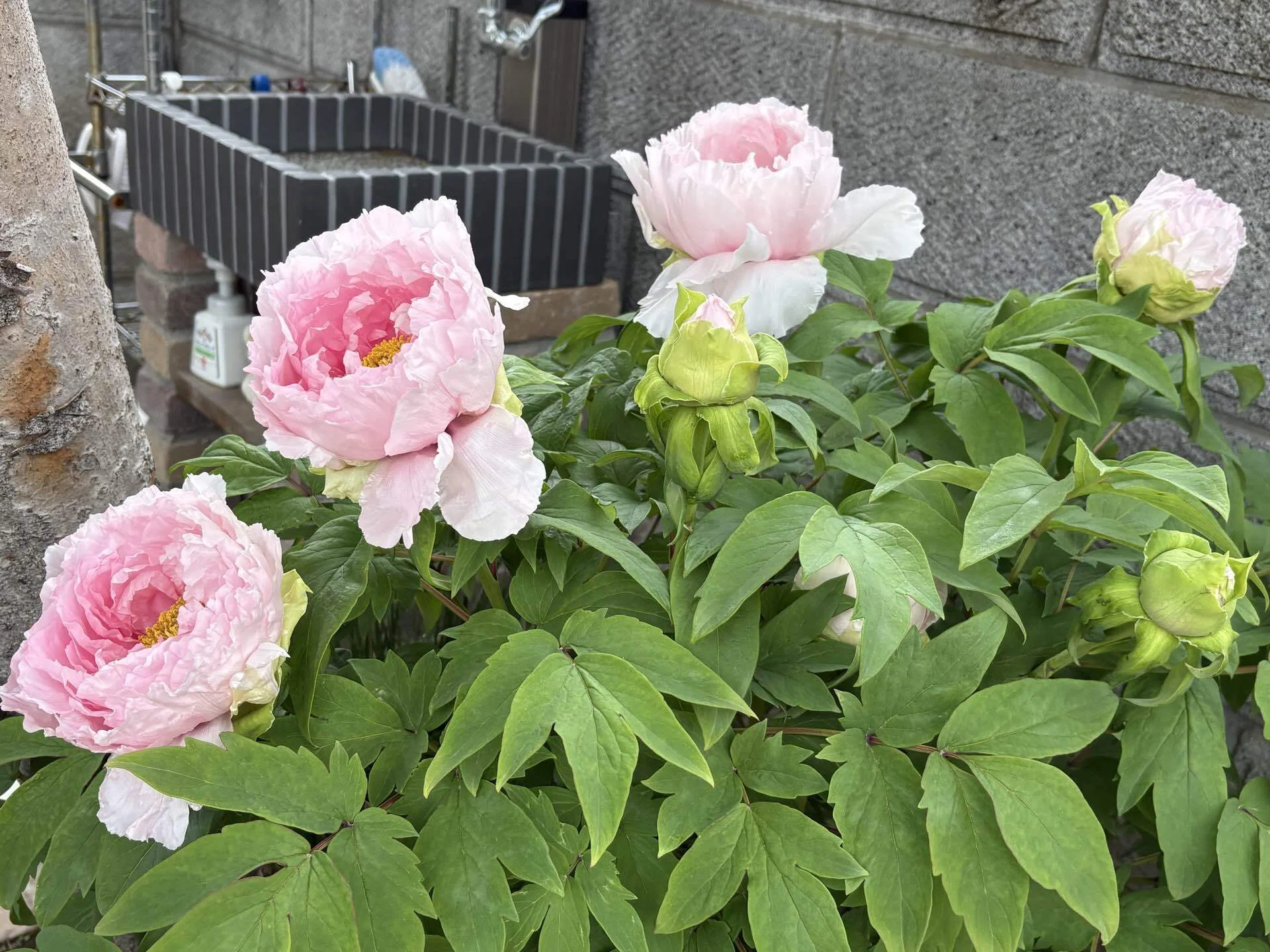 庭の牡丹、翌日には…😳✨｜もっちょん