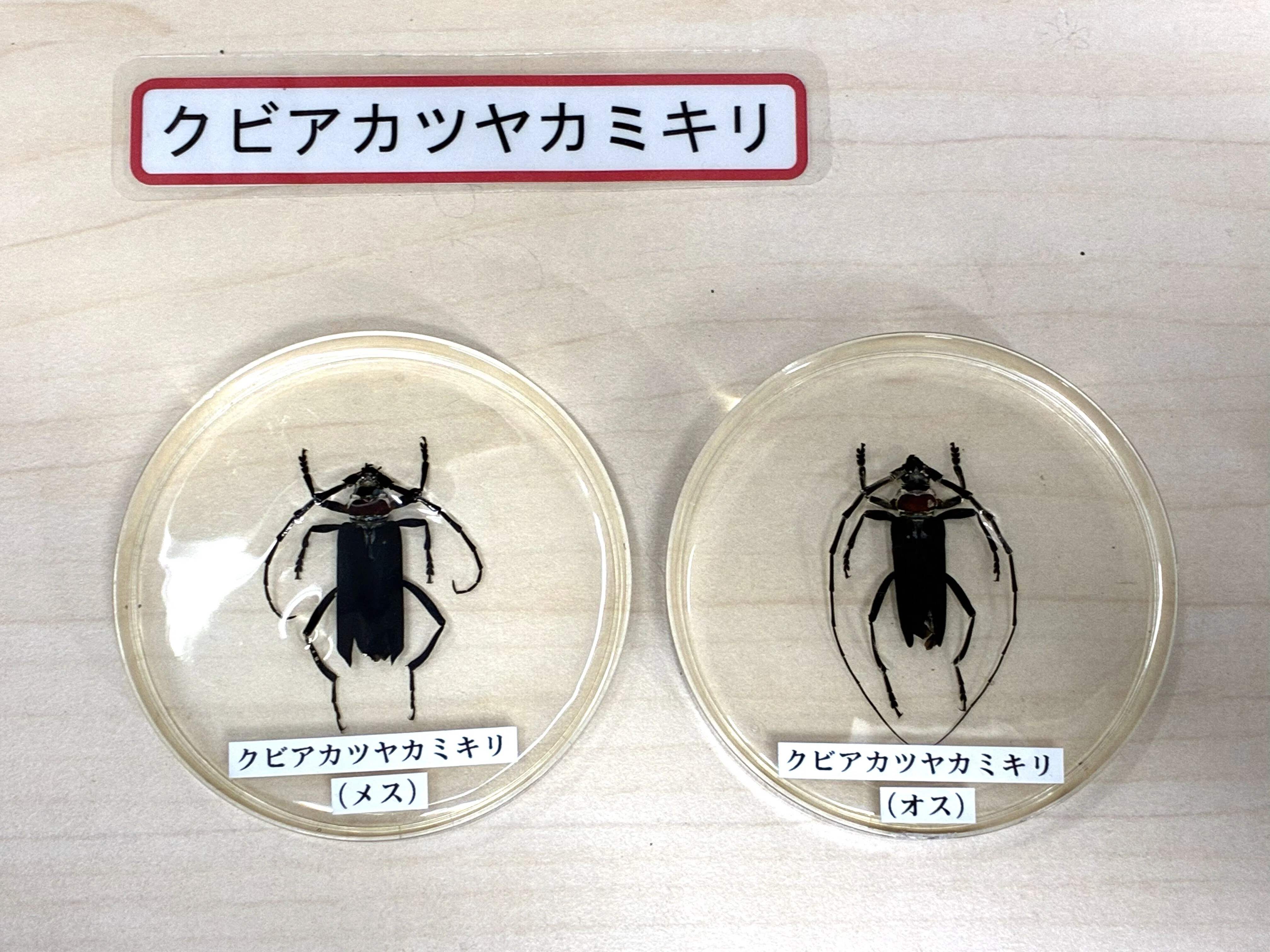 桜の木を守ろう！古着でクビアカ退治！｜J:COM地域取材ノート