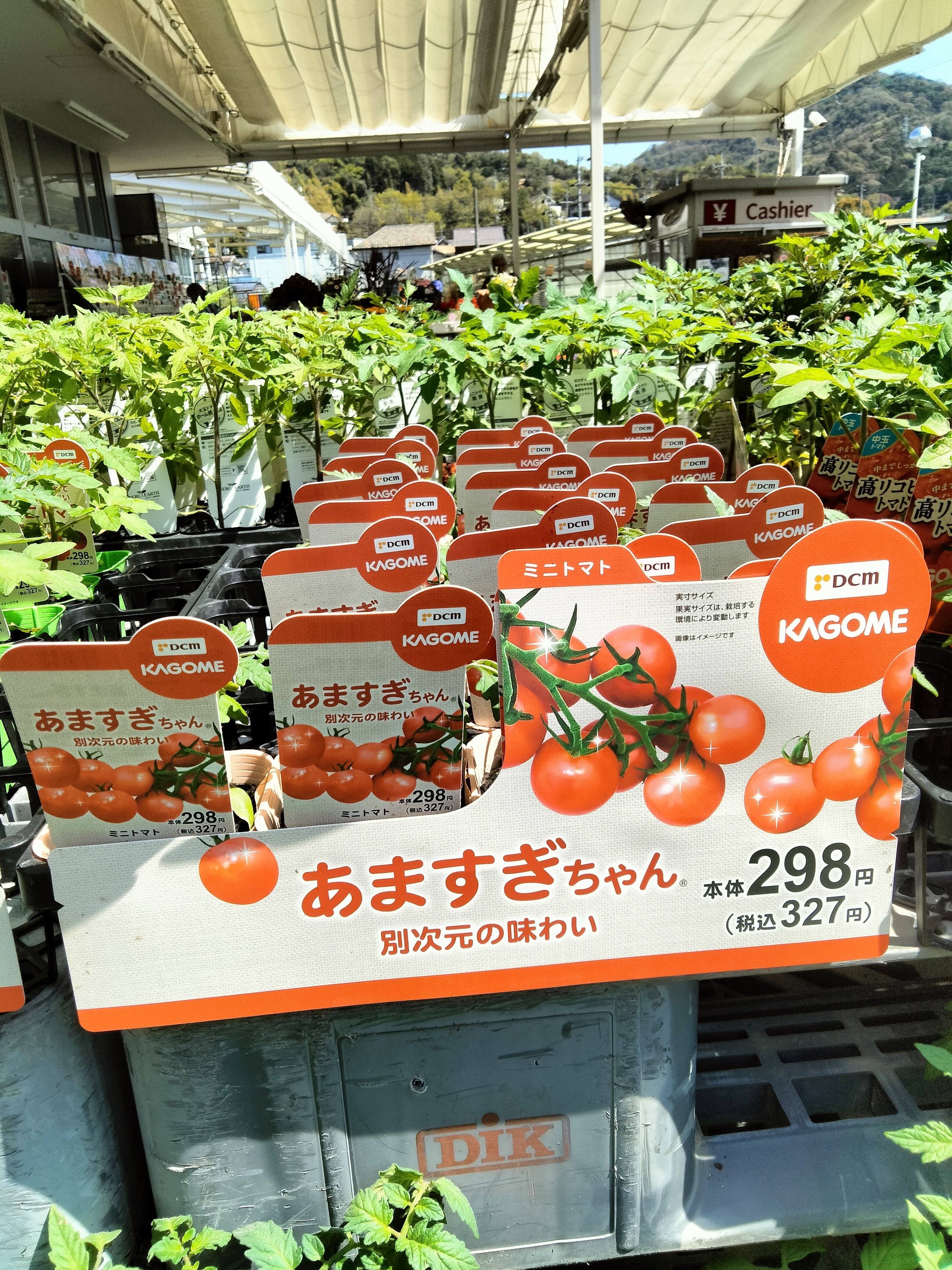とまとん栽培部】品種選び＆とまとん母さんの2026年最初の苗購入
