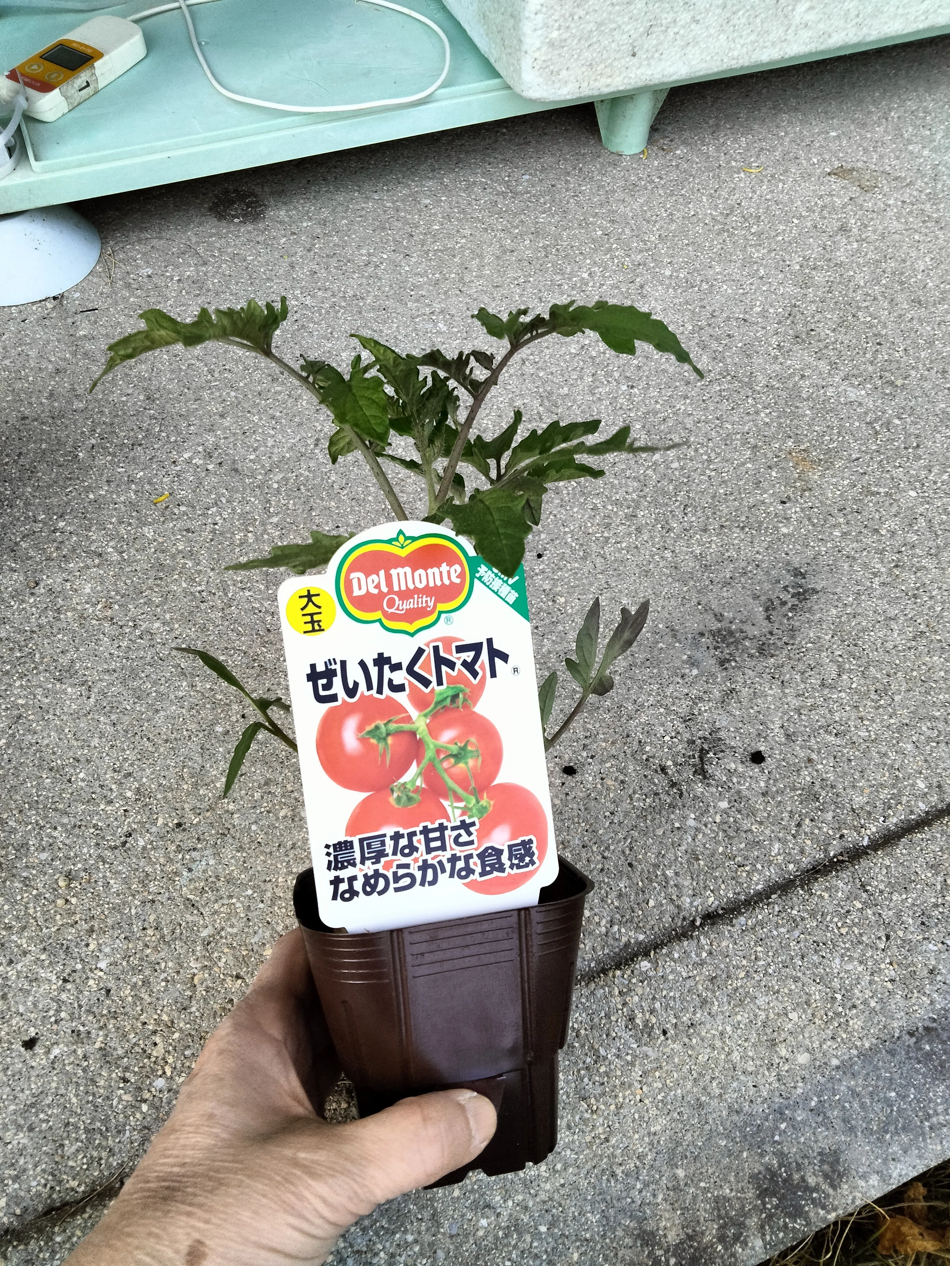 おまけ苗 とまとん栽培部】品種選び＆とまとん母さんの2026年最初の苗購入