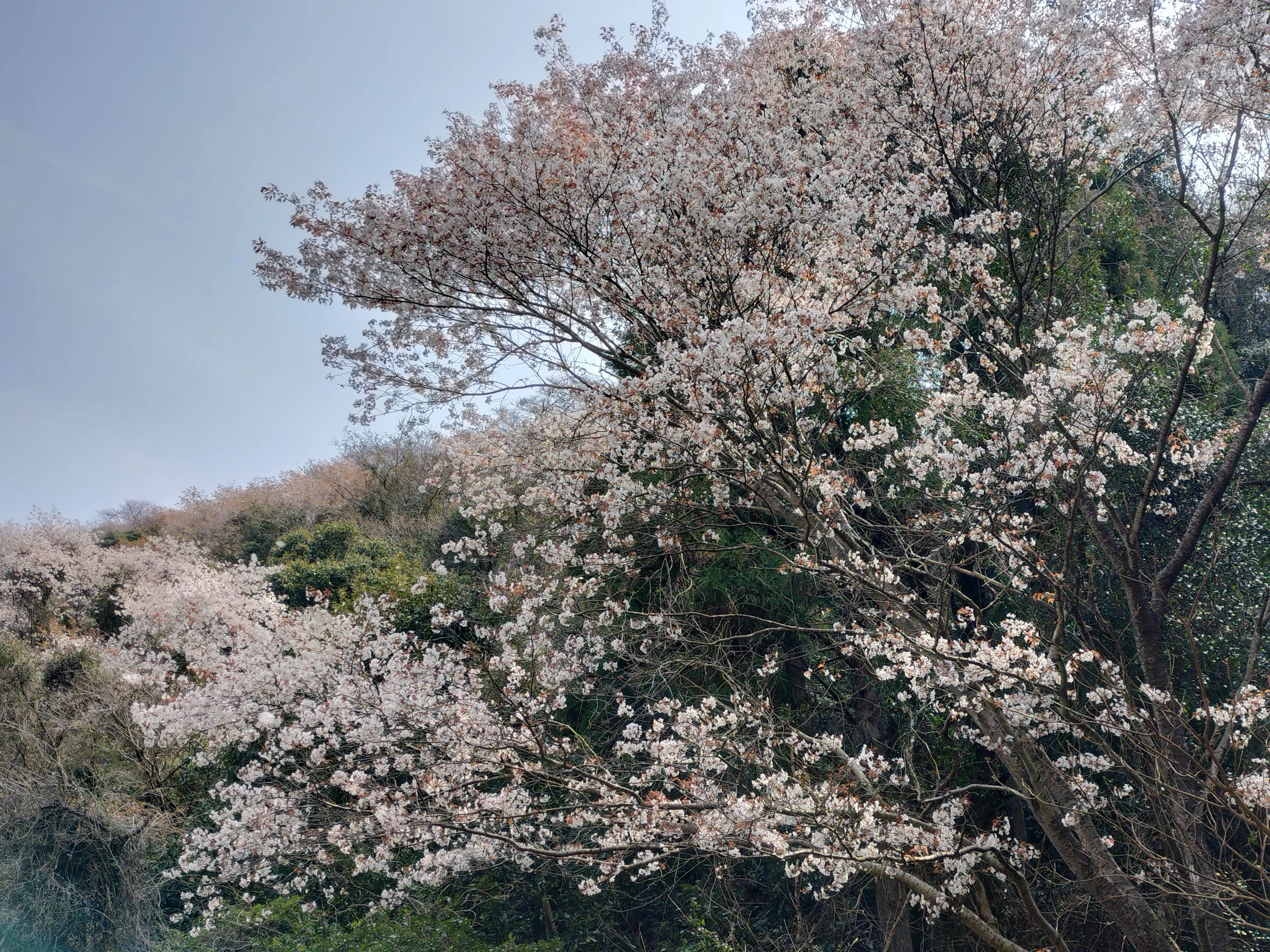 2026春の花歩きの記録|vincent-tenihore 2026春の花歩きの記録|vincent-tenihore
