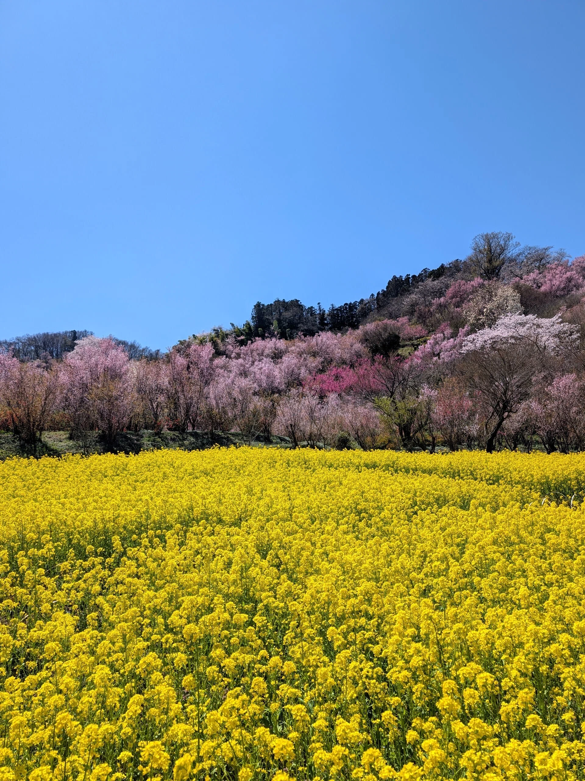 福島 花見山公園 2026.4｜少佐のノオト