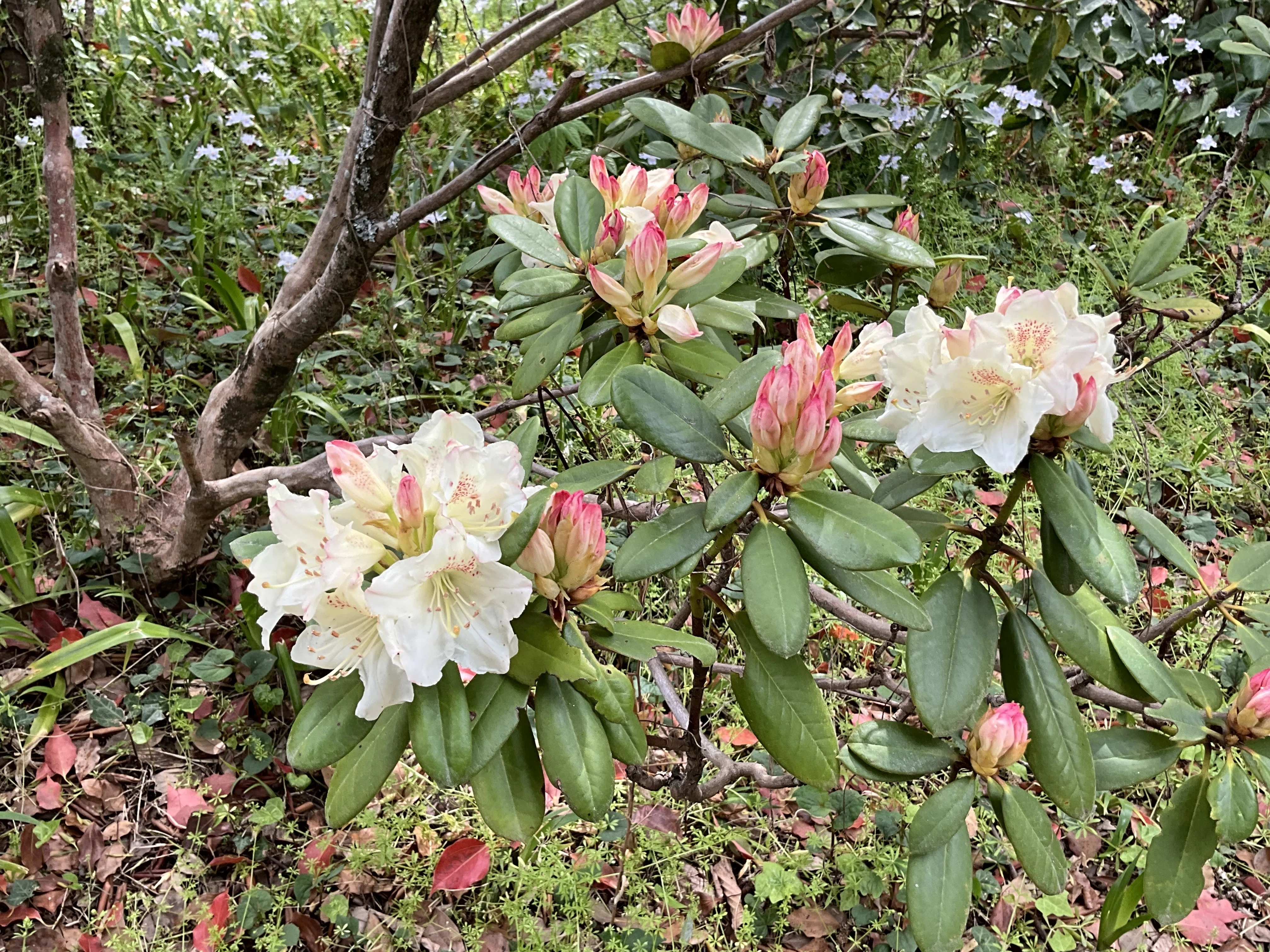 Rhododendron 'Kozan' (Kyoto Botanical Gardens): April 15, 2026
