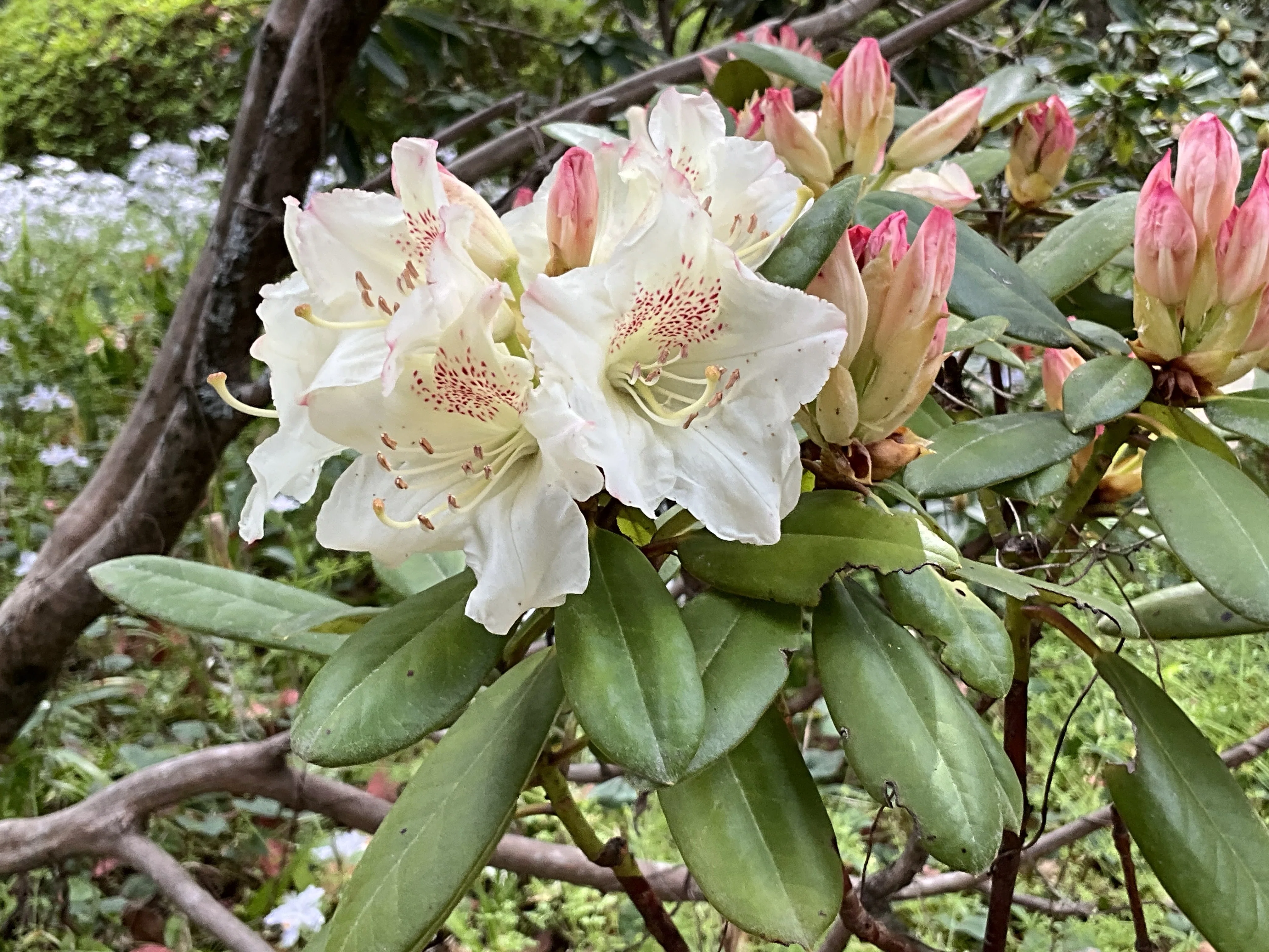 Rhododendron 'Kozan' (Kyoto Botanical Gardens): April 15, 2026