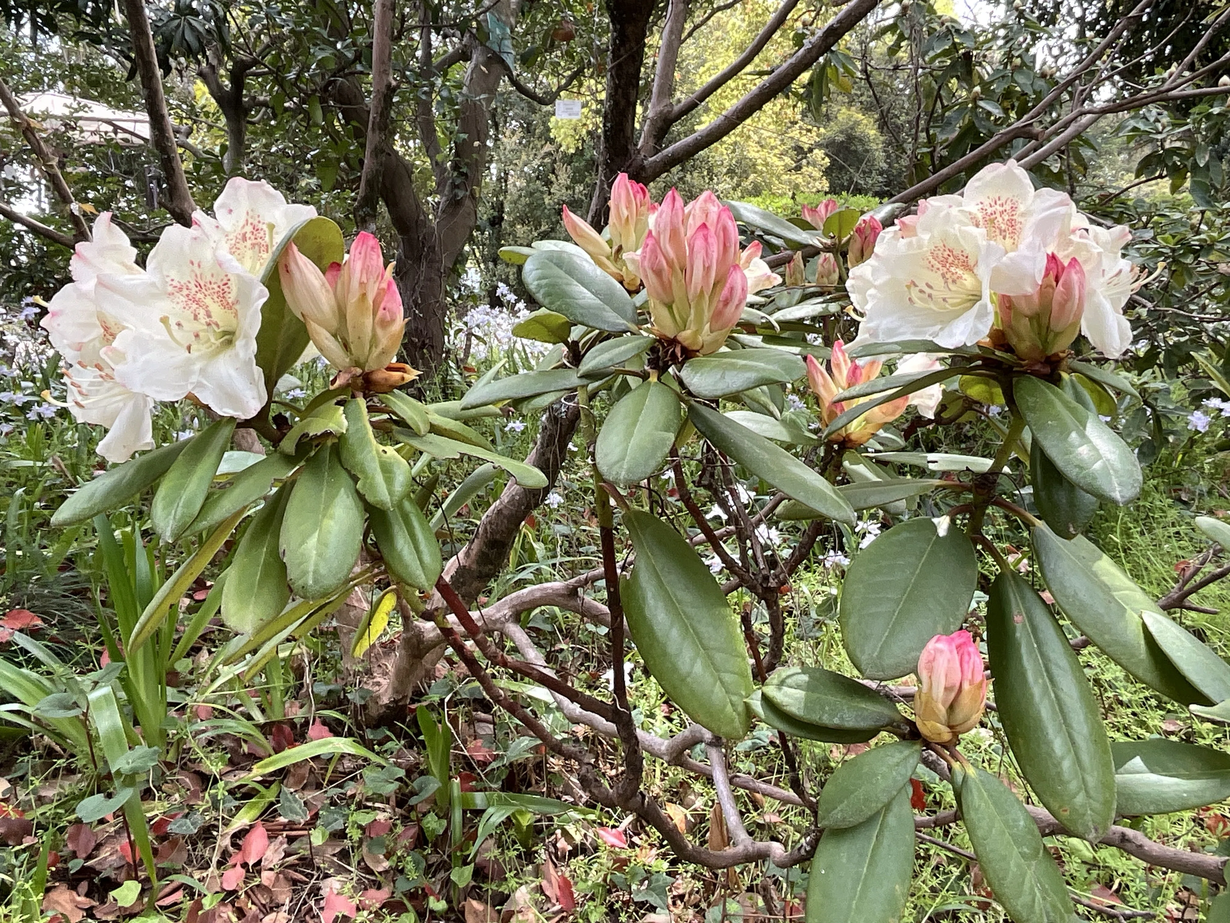 Rhododendron 'Kozan' (Kyoto Botanical Gardens): April 15, 2026