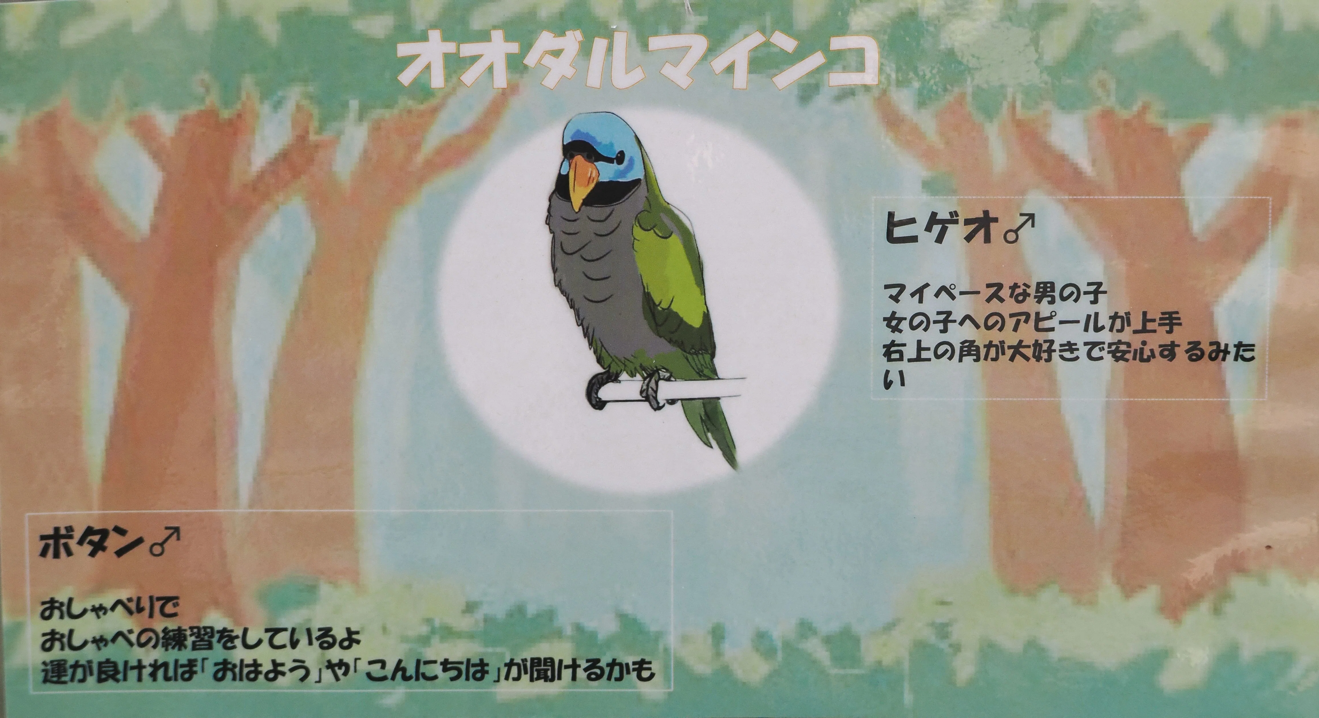 顔の模様がダルマみたい│オオダルマインコ Derbyan Parakeet｜M_ayumi