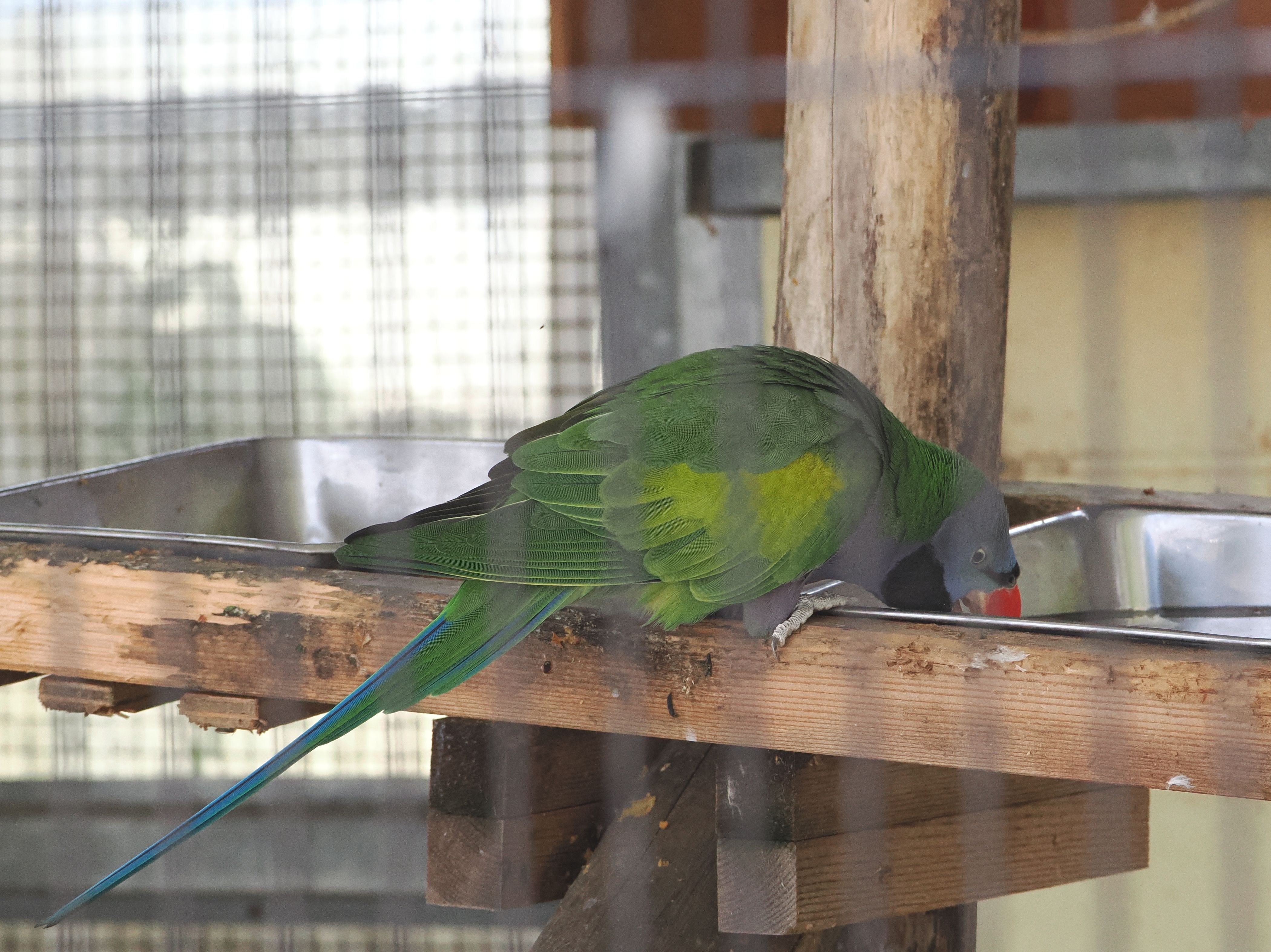 オオダルマインコの写真集｜M_ayumi