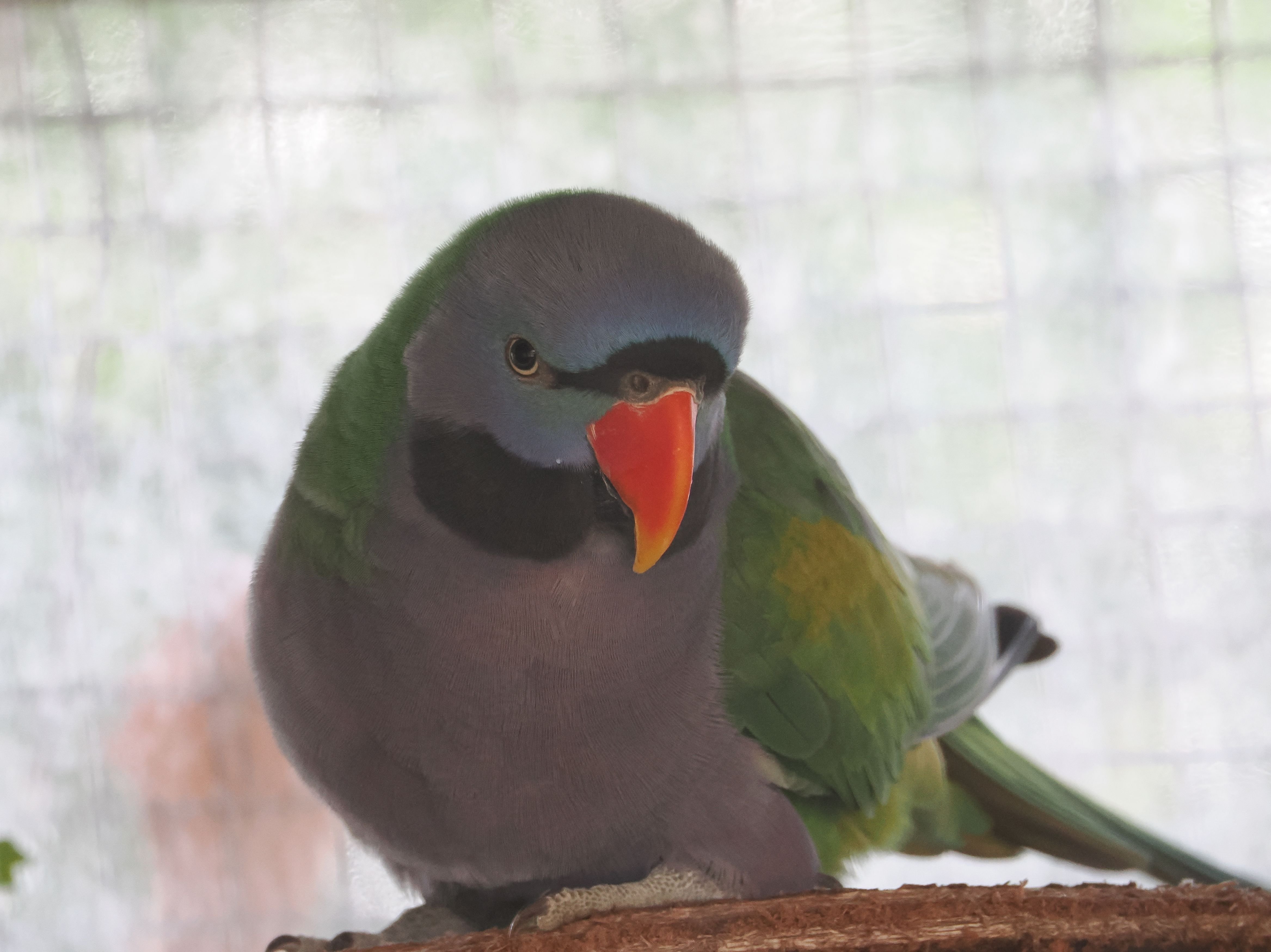 リクエストNO.2605☆ヨウム オオダルマインコ☆実物大 リクエストNO.2605☆ヨウム オオダルマインコ☆実物大 ヴィンテ