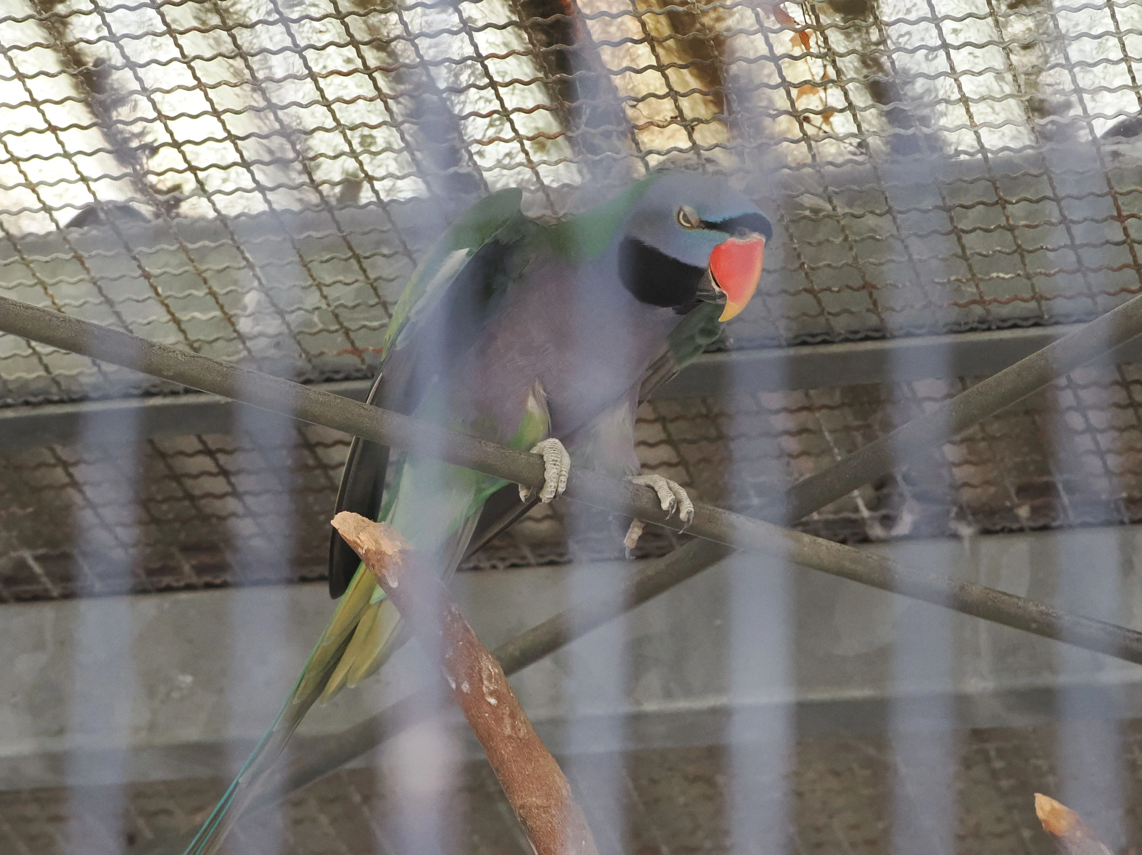 リクエストNO.2605☆ヨウム オオダルマインコ☆実物大 maxresdefault.jpg