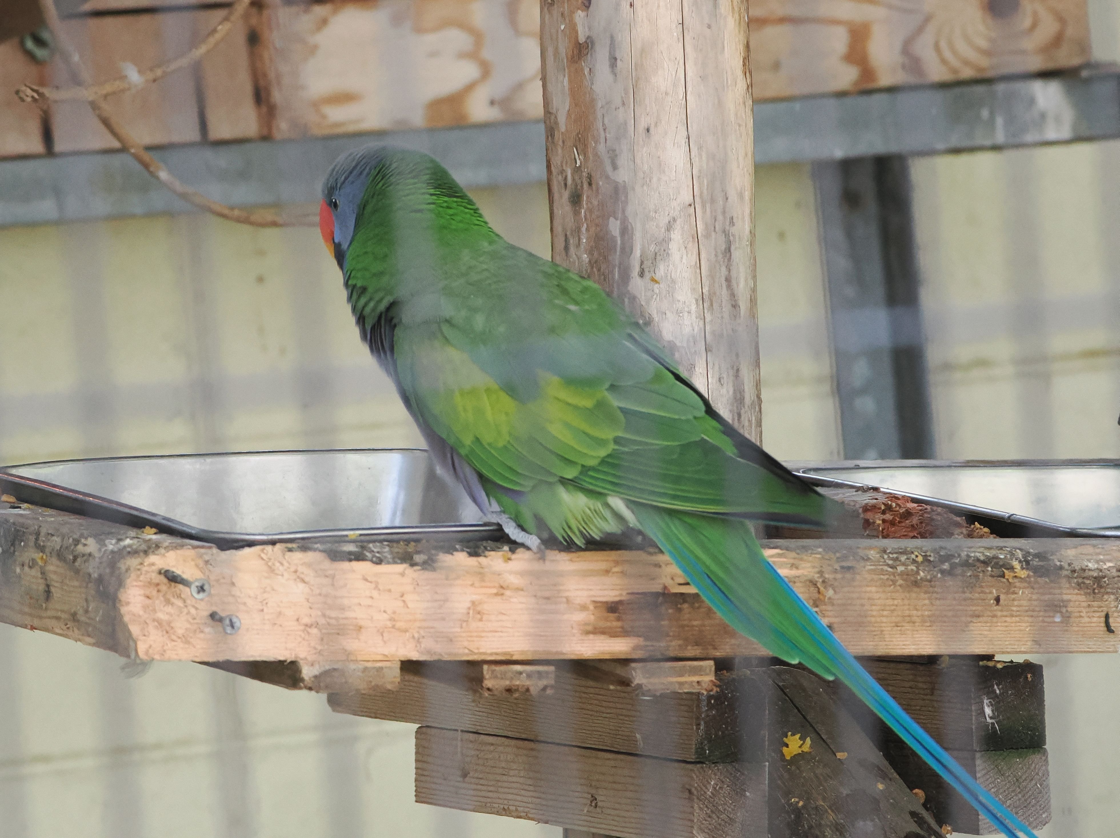 オオダルマインコの写真集｜M_ayumi