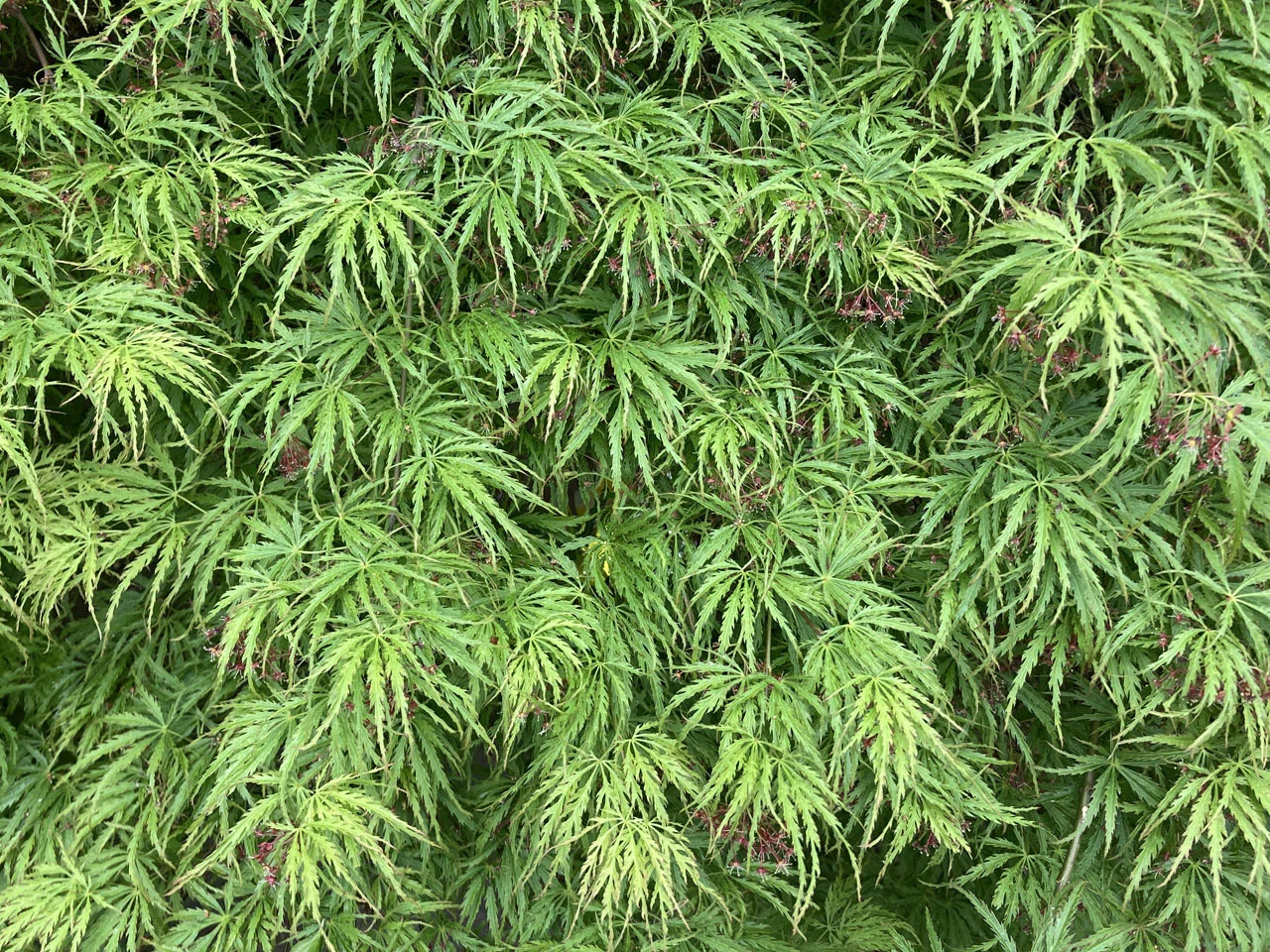秋だけじゃない！ 春のモミジはこんなにカラフル。散策で見つけた多彩