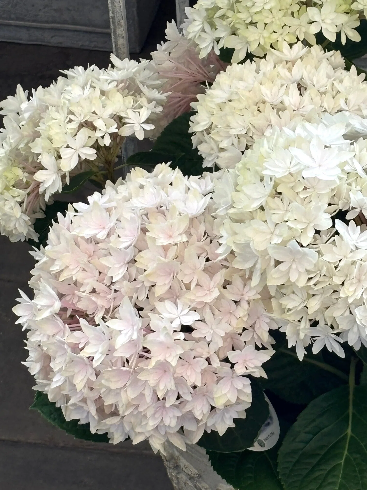 今週のお花（4月16日）｜sola og planta 作業日誌
