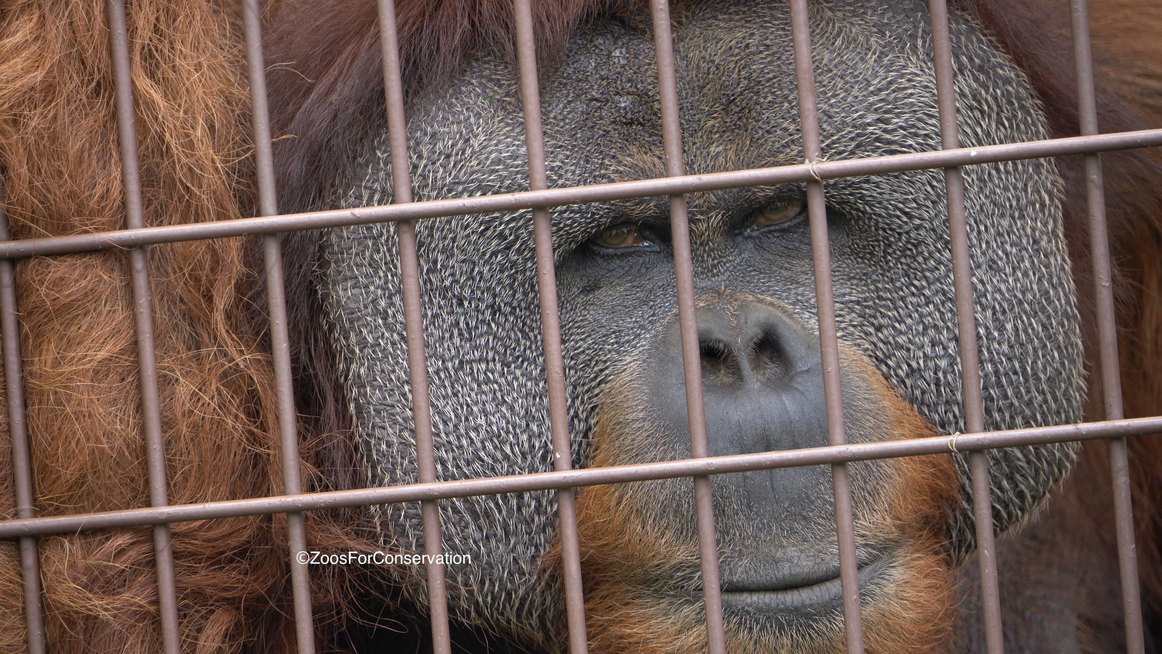いらない餌は指で押し返すポポ｜Ichikawa City Zoo 202604d1｜Zoos For
