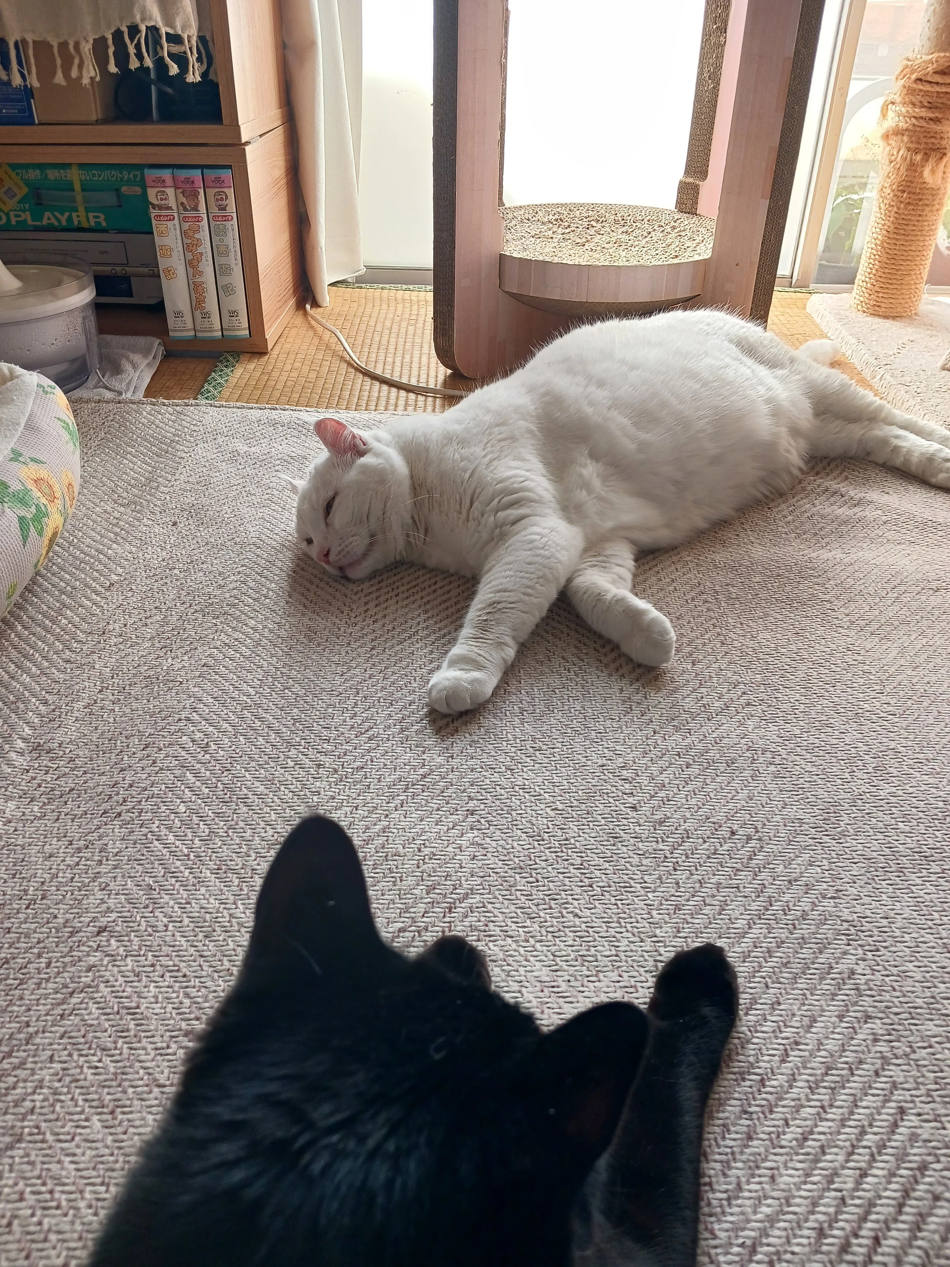 今日も平和です🍀オセロコンビ🤍🖤猫日記😸｜ねる