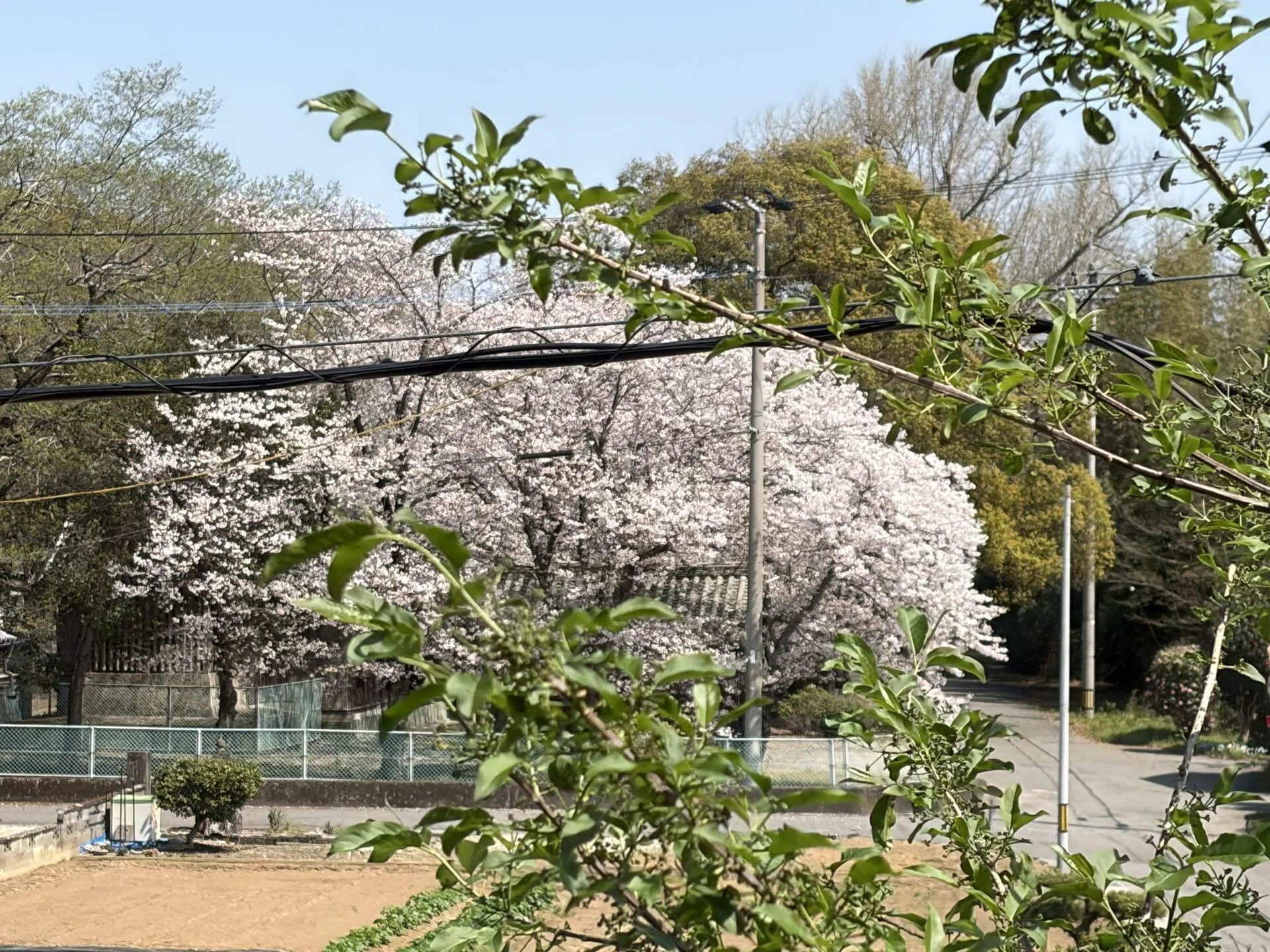窓を開けたら桜が見える部屋。命長らえて、と願う春。｜Natsumi🌍️