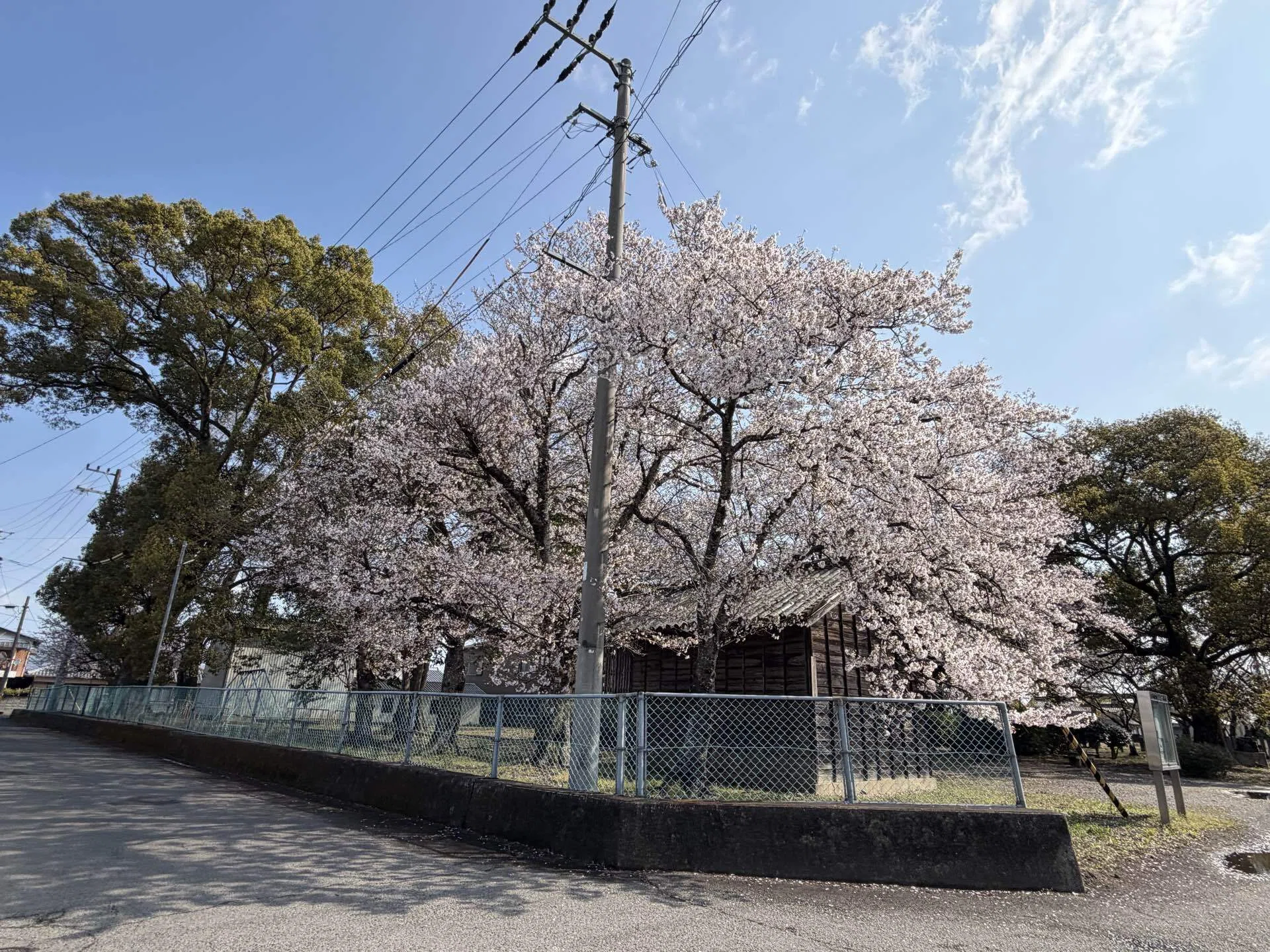窓を開けたら桜が見える部屋。命長らえて、と願う春。｜Natsumi🌍️