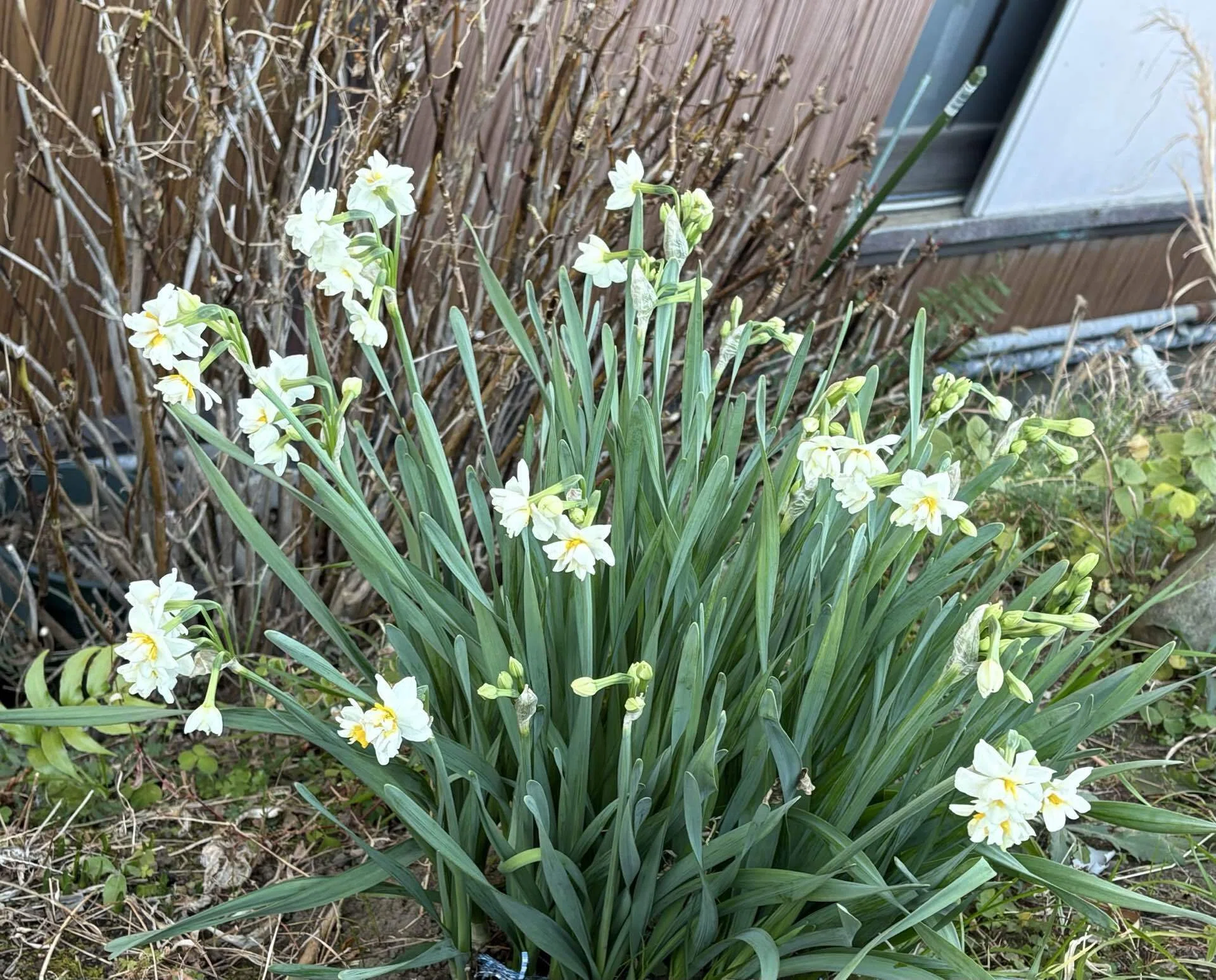 お花🌼のおじいちゃまと筍ラン🏃‍♀️‍➡️｜たんけんこ