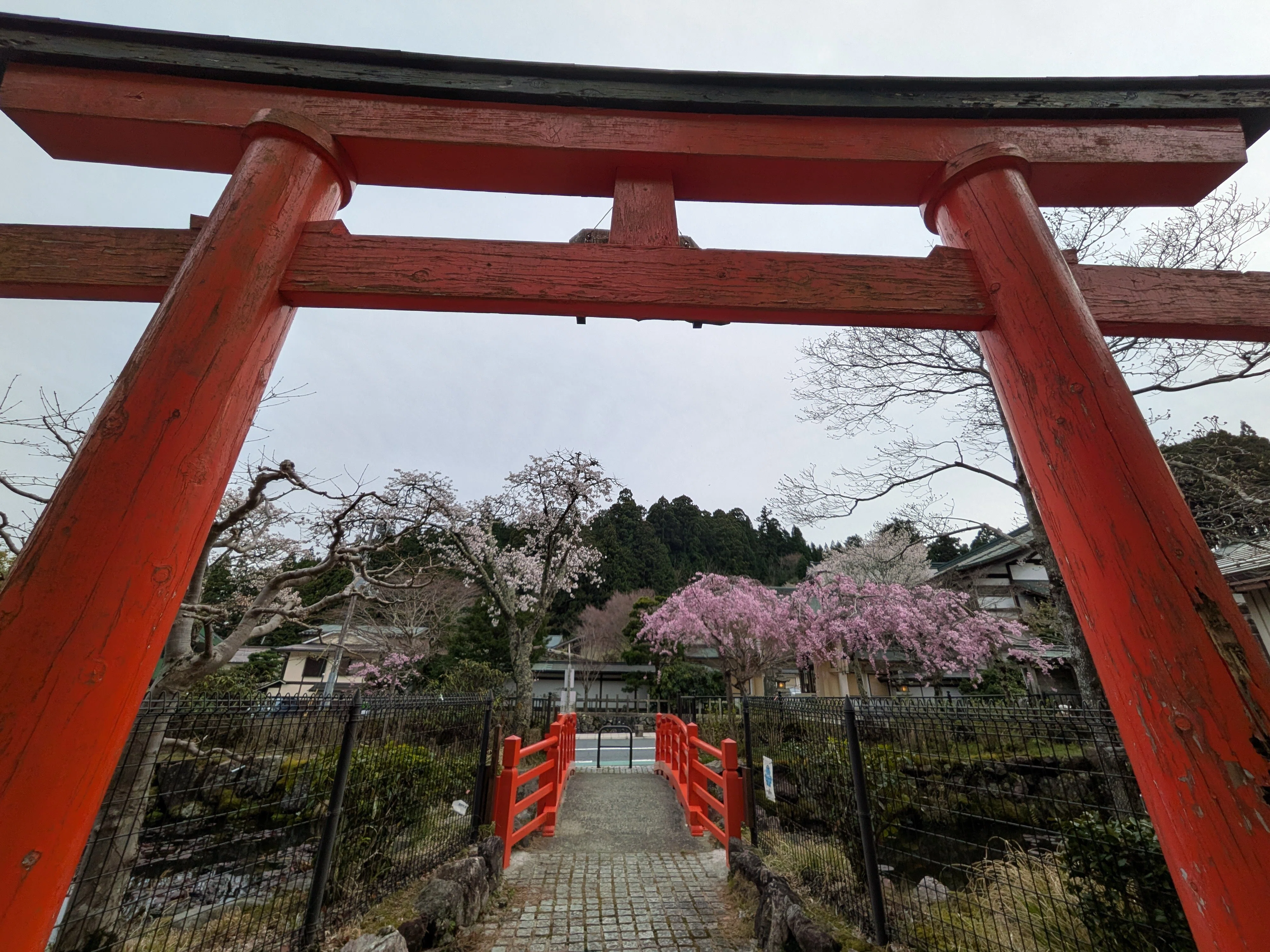 今年は早い！【高野山の桜🌸2026】｜さりー