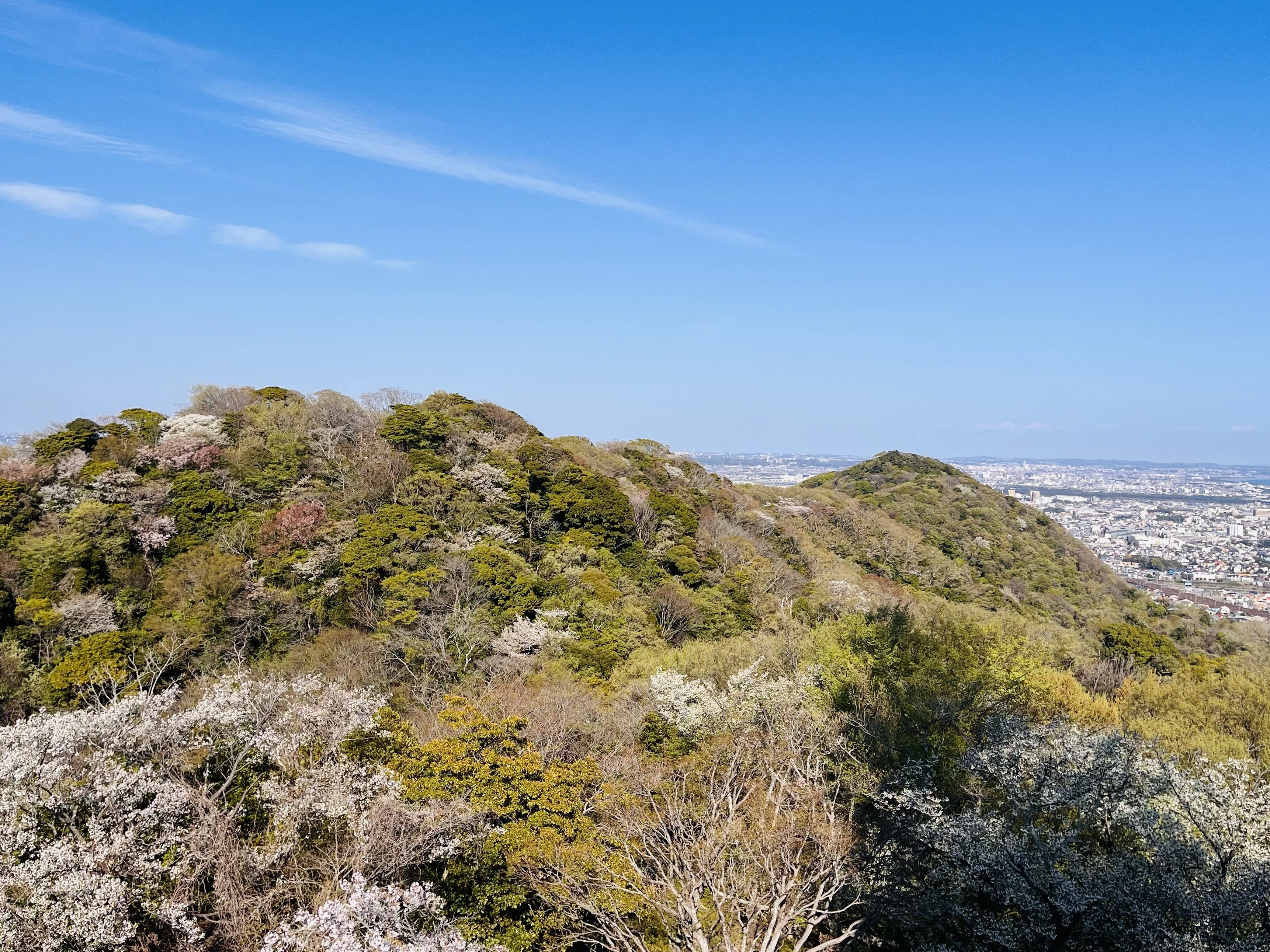 山桜を眺めながら 自分の身体くらい自分で守りたい｜たまこ