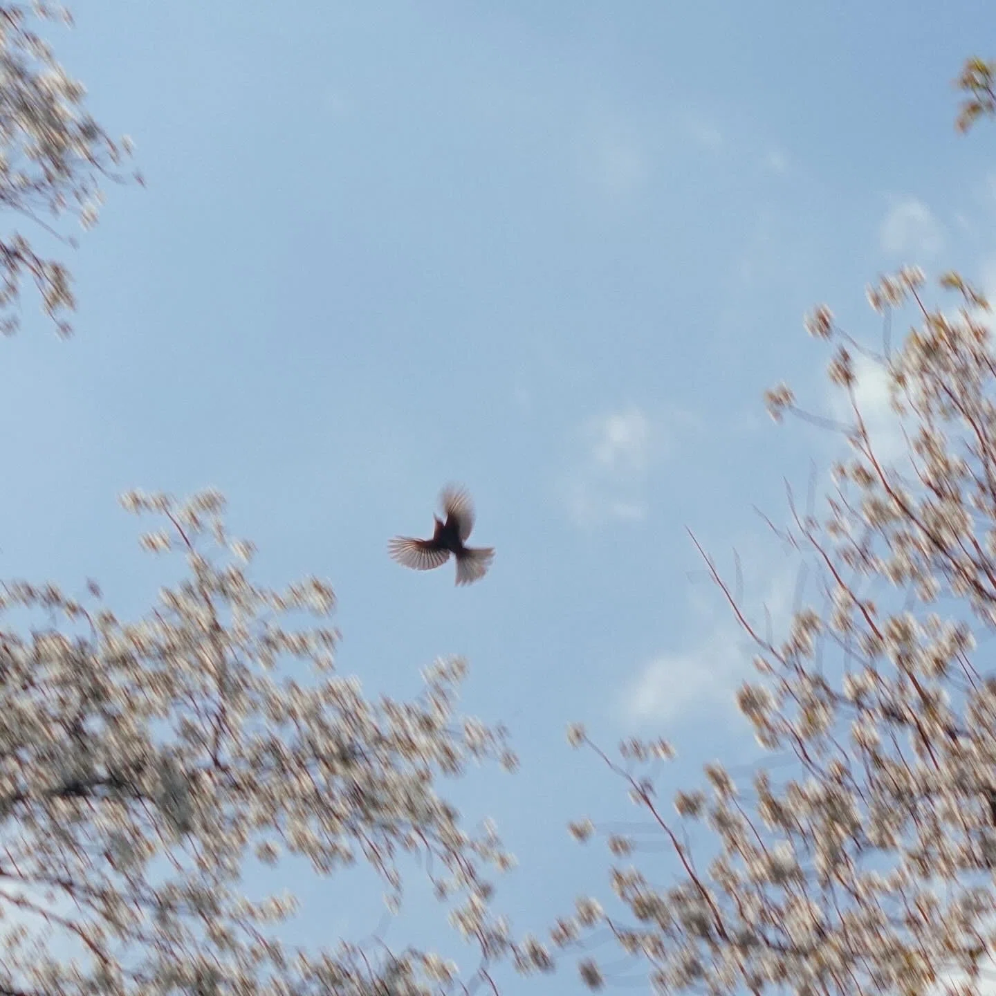 山桜を眺めながら 自分の身体くらい自分で守りたい｜たまこ