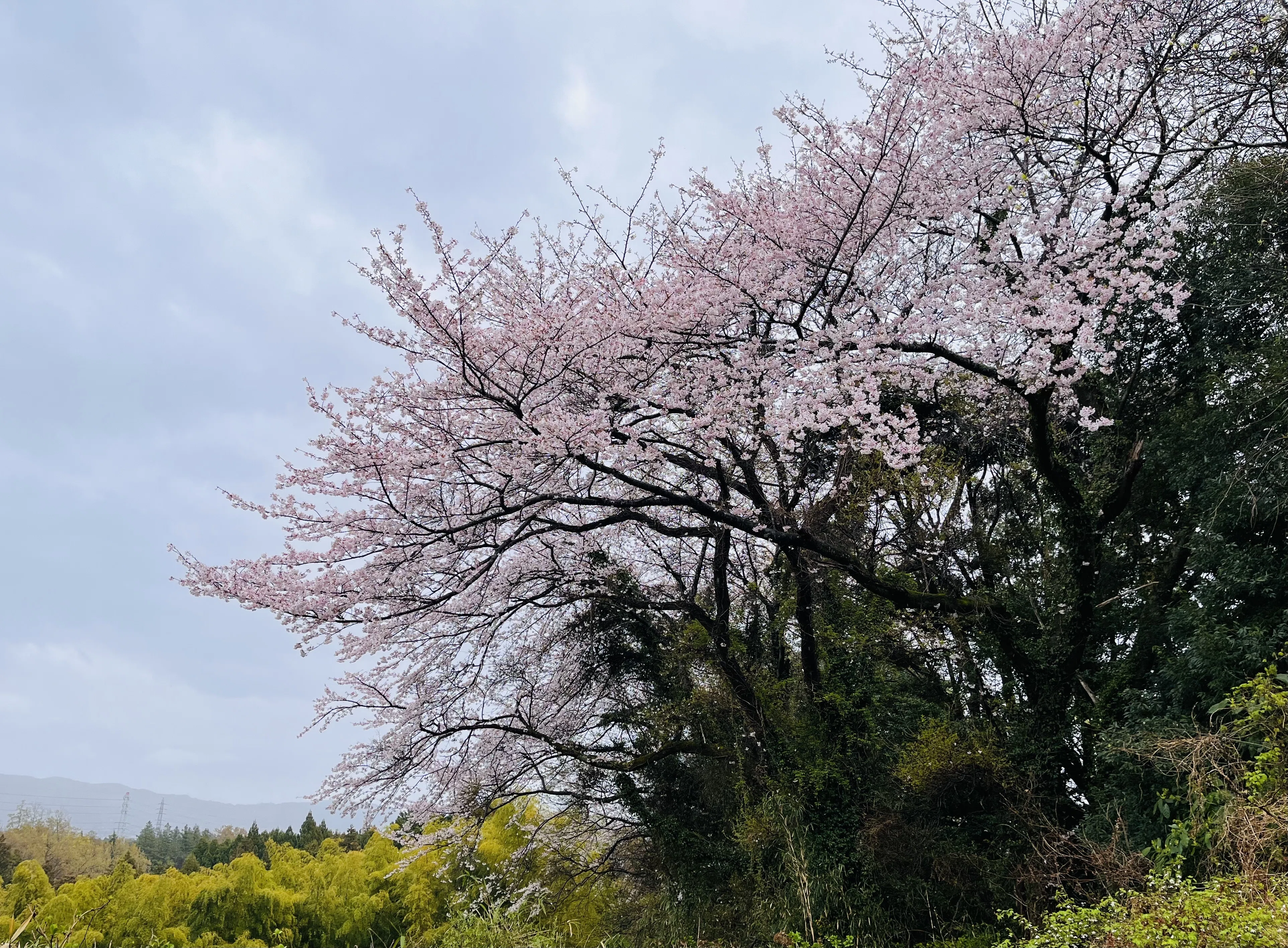 山桜を眺めながら 自分の身体くらい自分で守りたい｜たまこ