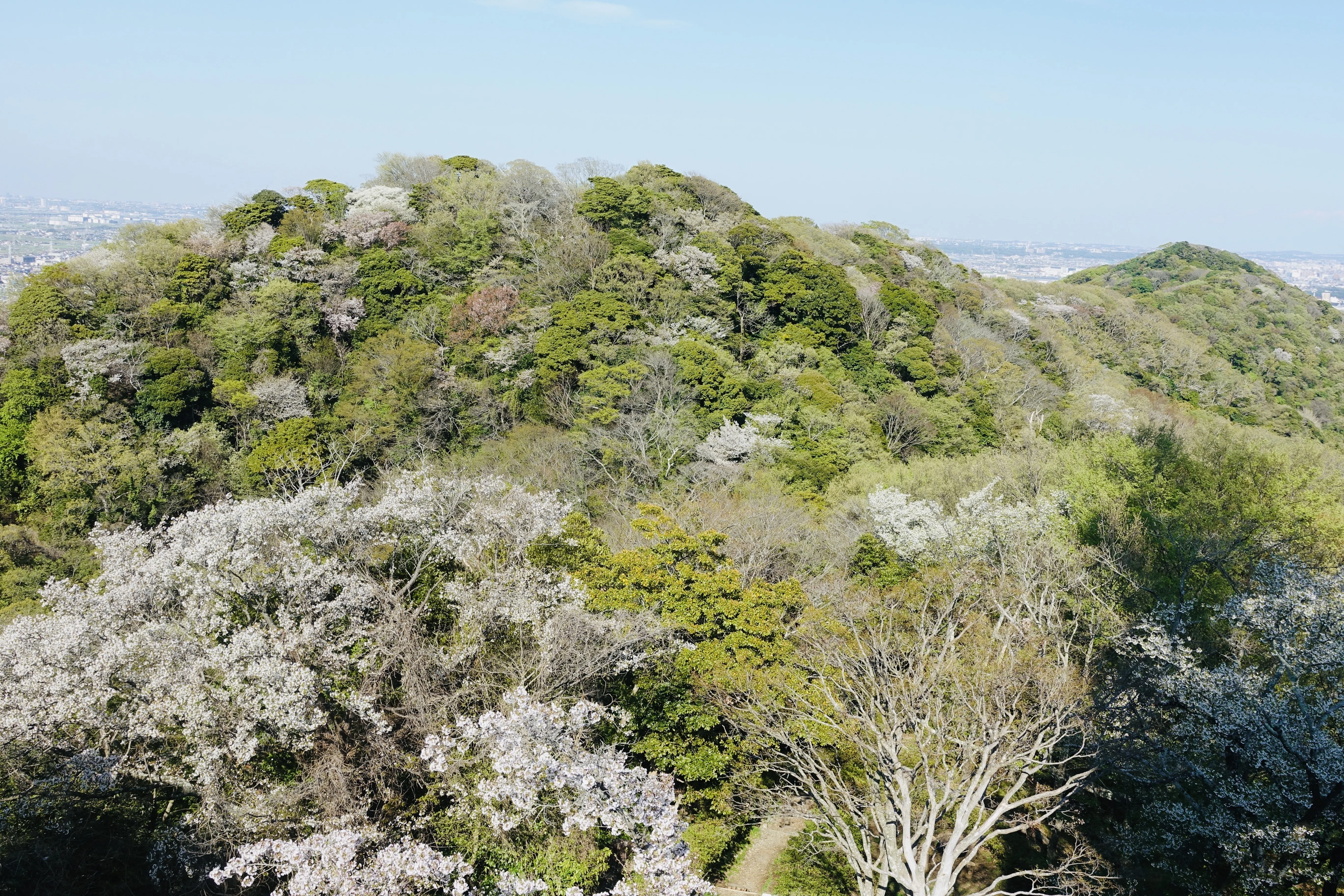 山桜を眺めながら 自分の身体くらい自分で守りたい｜たまこ