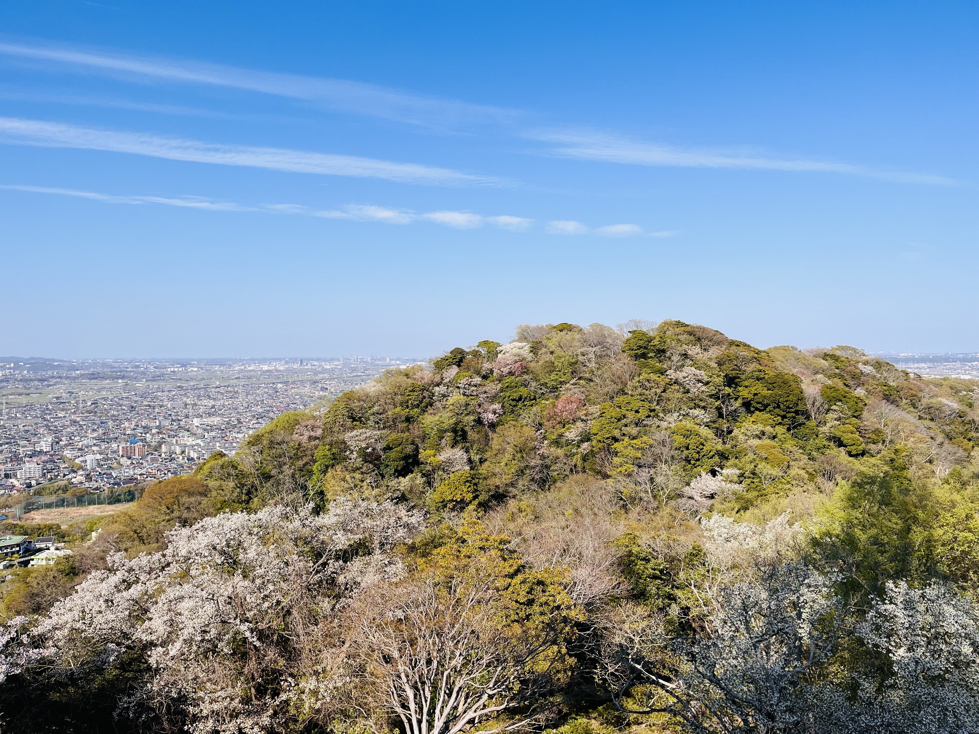 (御好評につき間もなく終了!!)上質 山桜 薪材 御好評につき間もなく終了!!)上質 山桜 薪材 【公式通販】