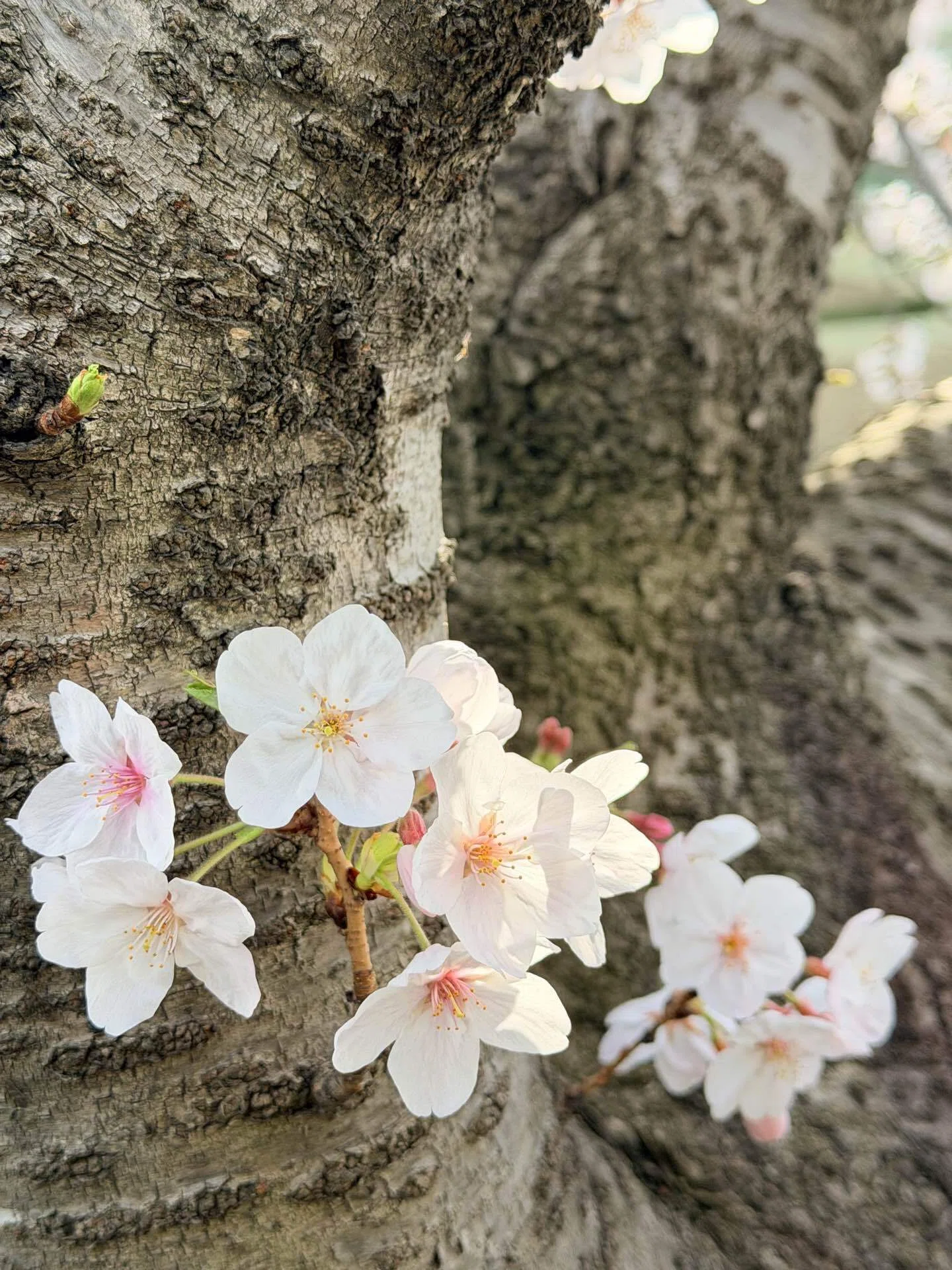 拝啓サクラさく🌸〜散ることを知りながら咲くことを恐れない｜あず