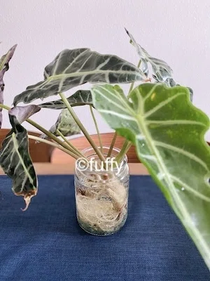 アロカシア・アマゾニカ」小芋（Corms）の発根に挑戦｜fuffy
