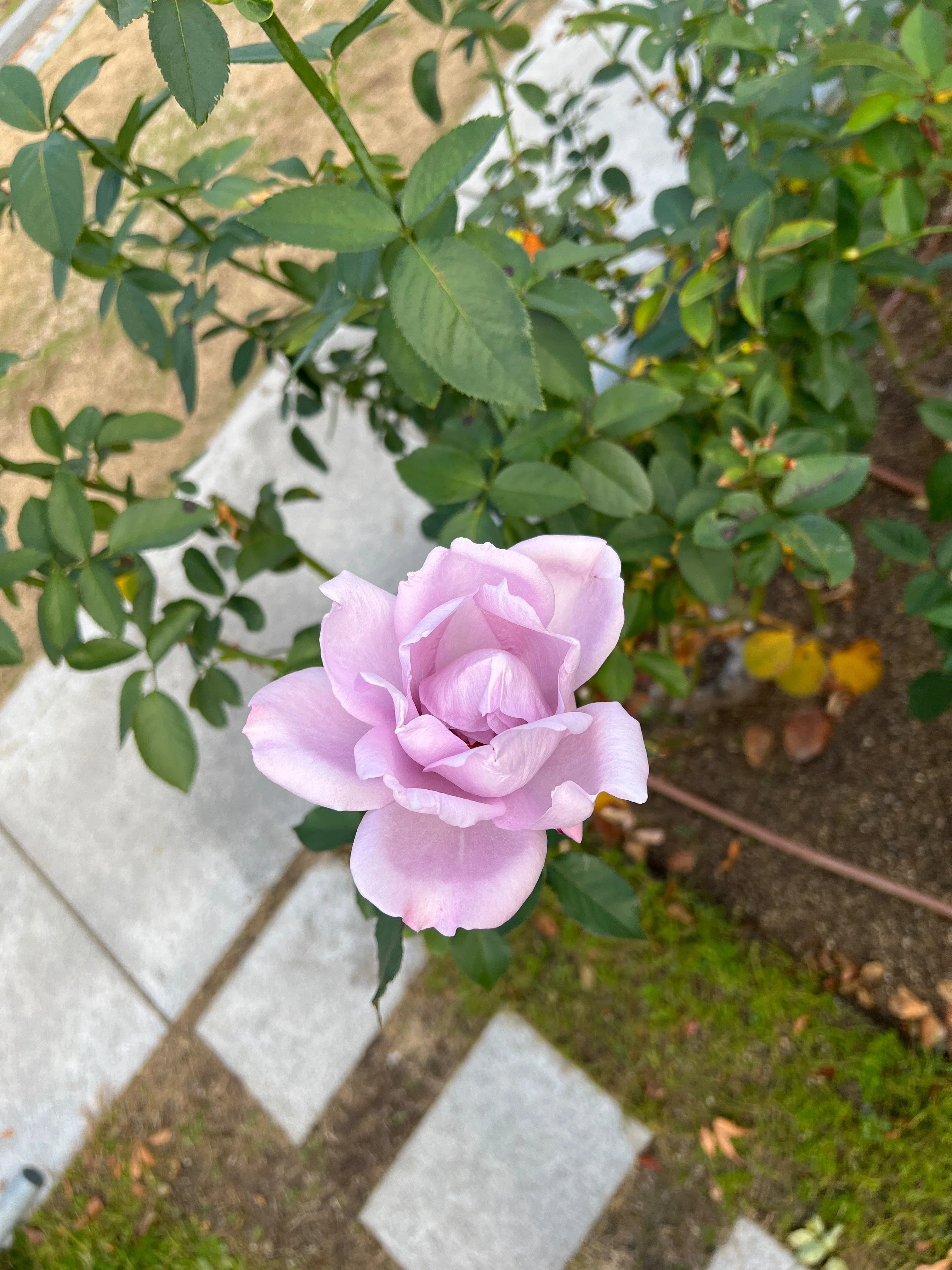 🇯🇵マダム・ヴィオレ（Madame Violet） 🌹中之島バラ園｜ぱぽにゃん