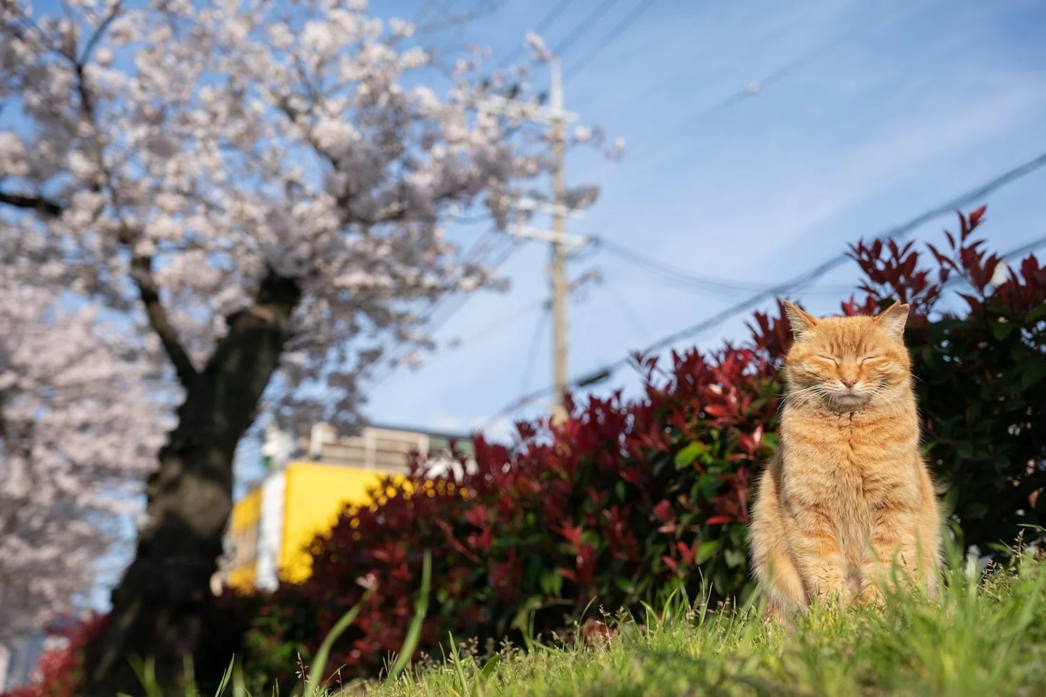 ボツ写真に光を（桜編）｜猫写真家 あおいとり