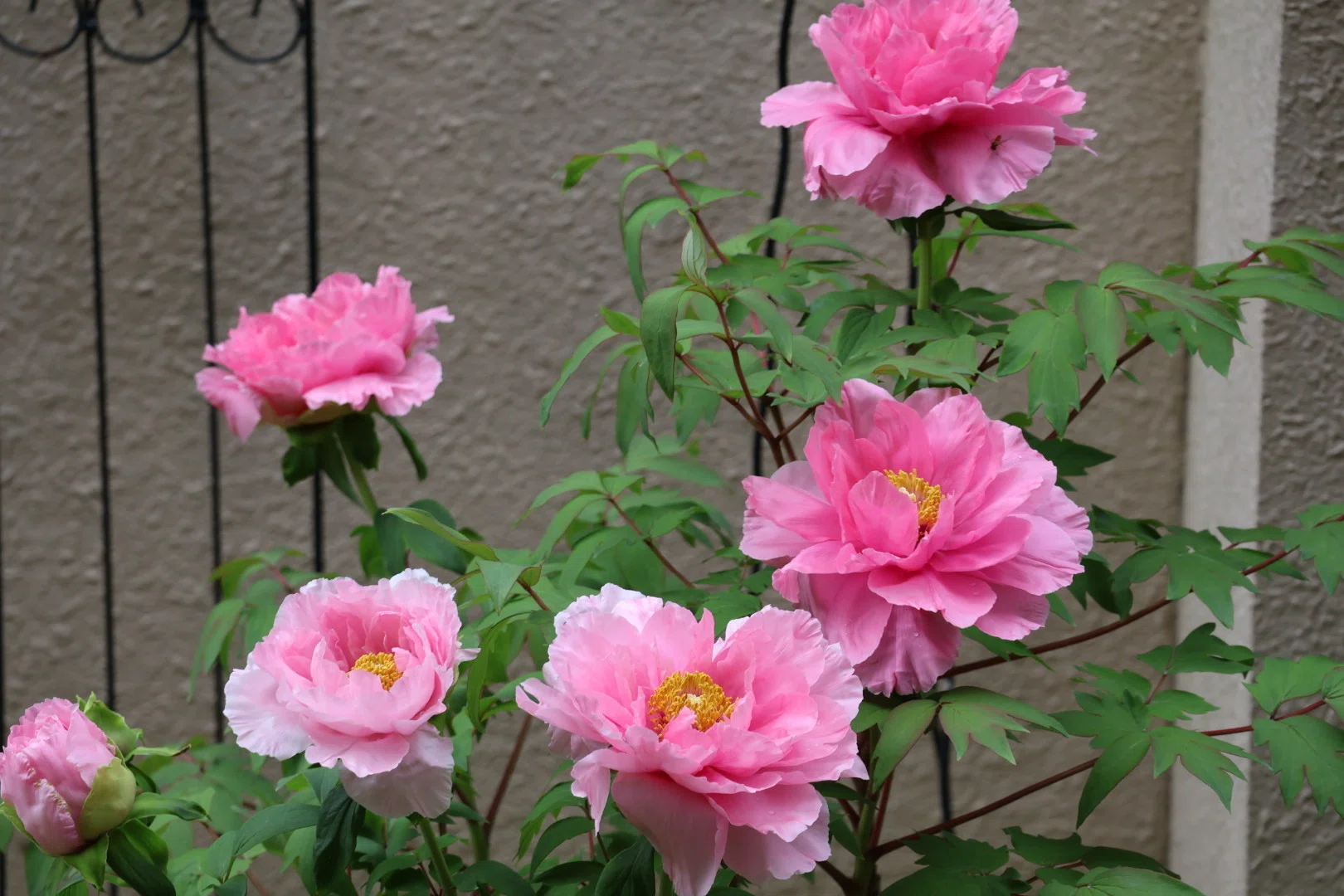 牡丹と薔薇 牡丹と薔薇﻿を観﻿る | Netflix