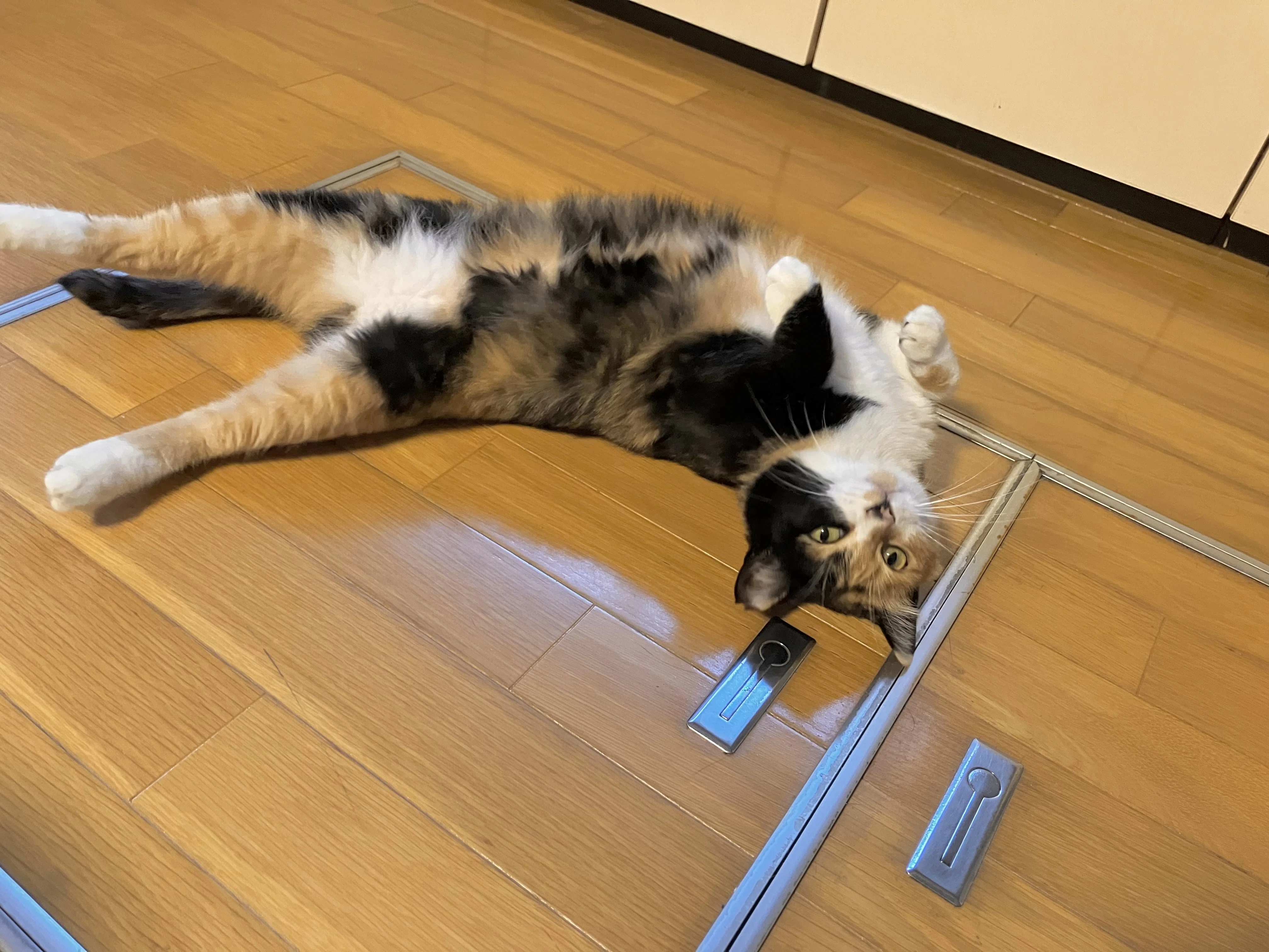 にゃんすけについてご報告｜こみかん