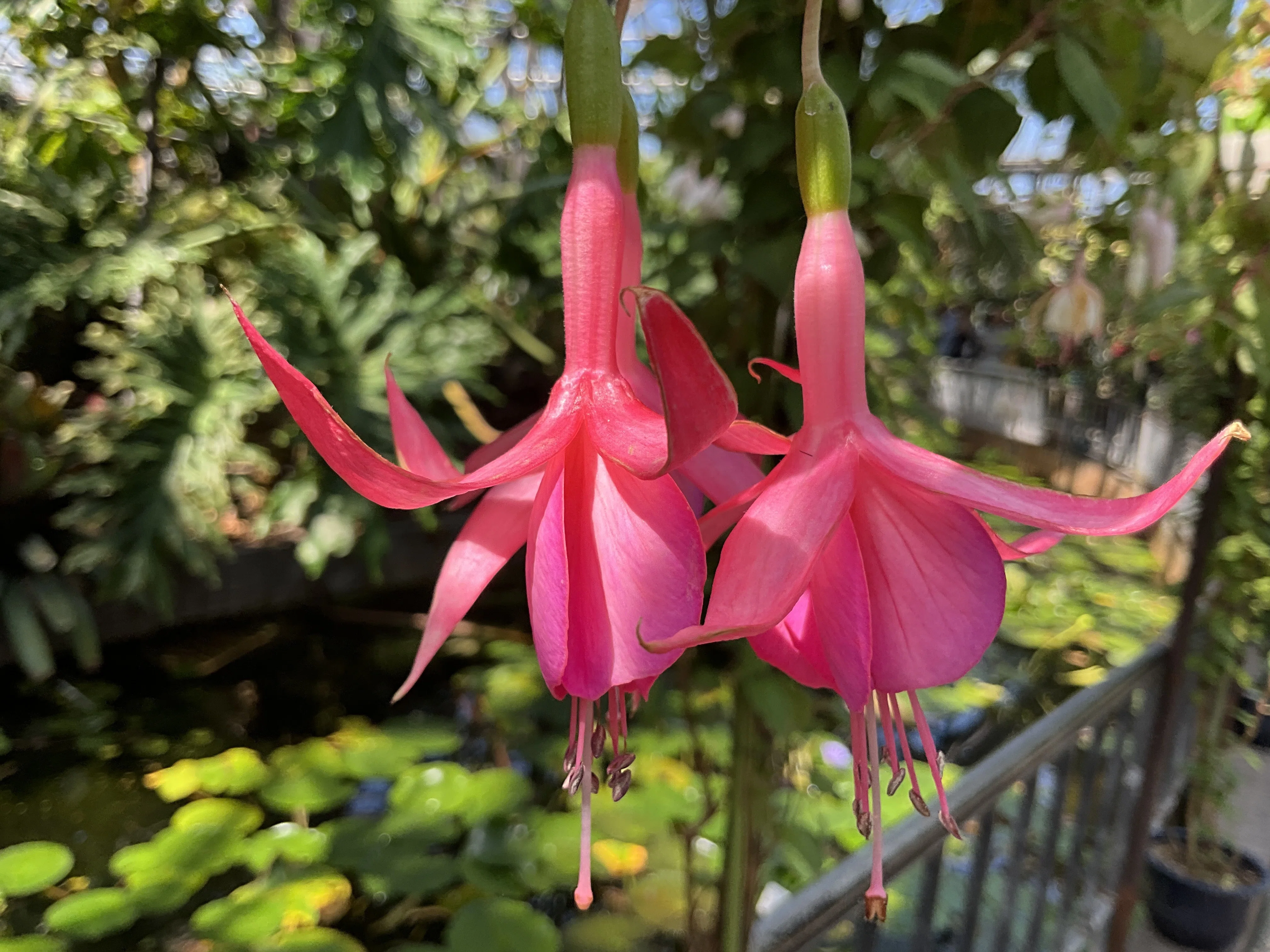 Fuchsia 'Jack Shahan' (Kyoto Botanical Gardens): April 21, 2026