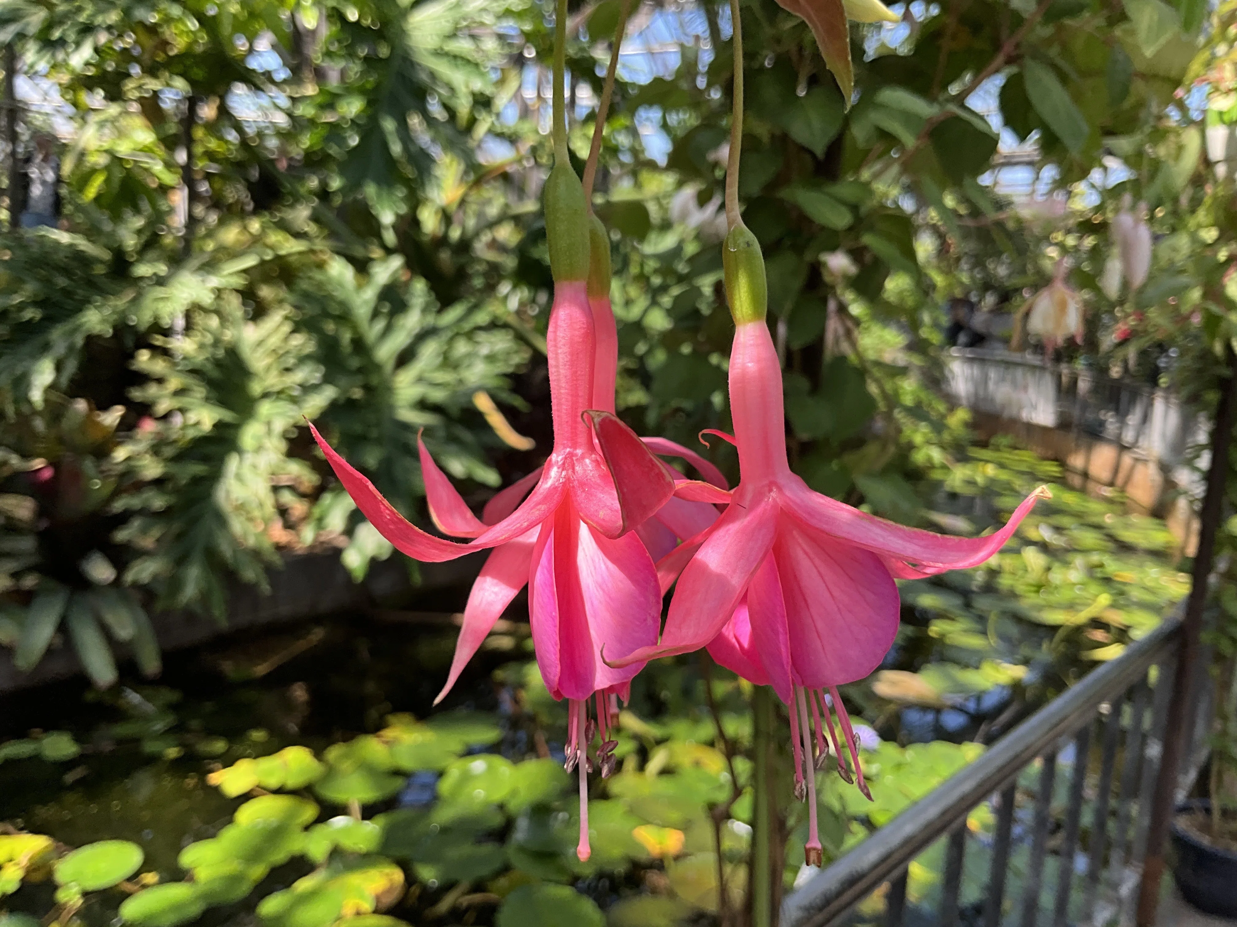 フクシア 'ジャック・シャハン'（京都府立植物園）：2026年4月21日（火