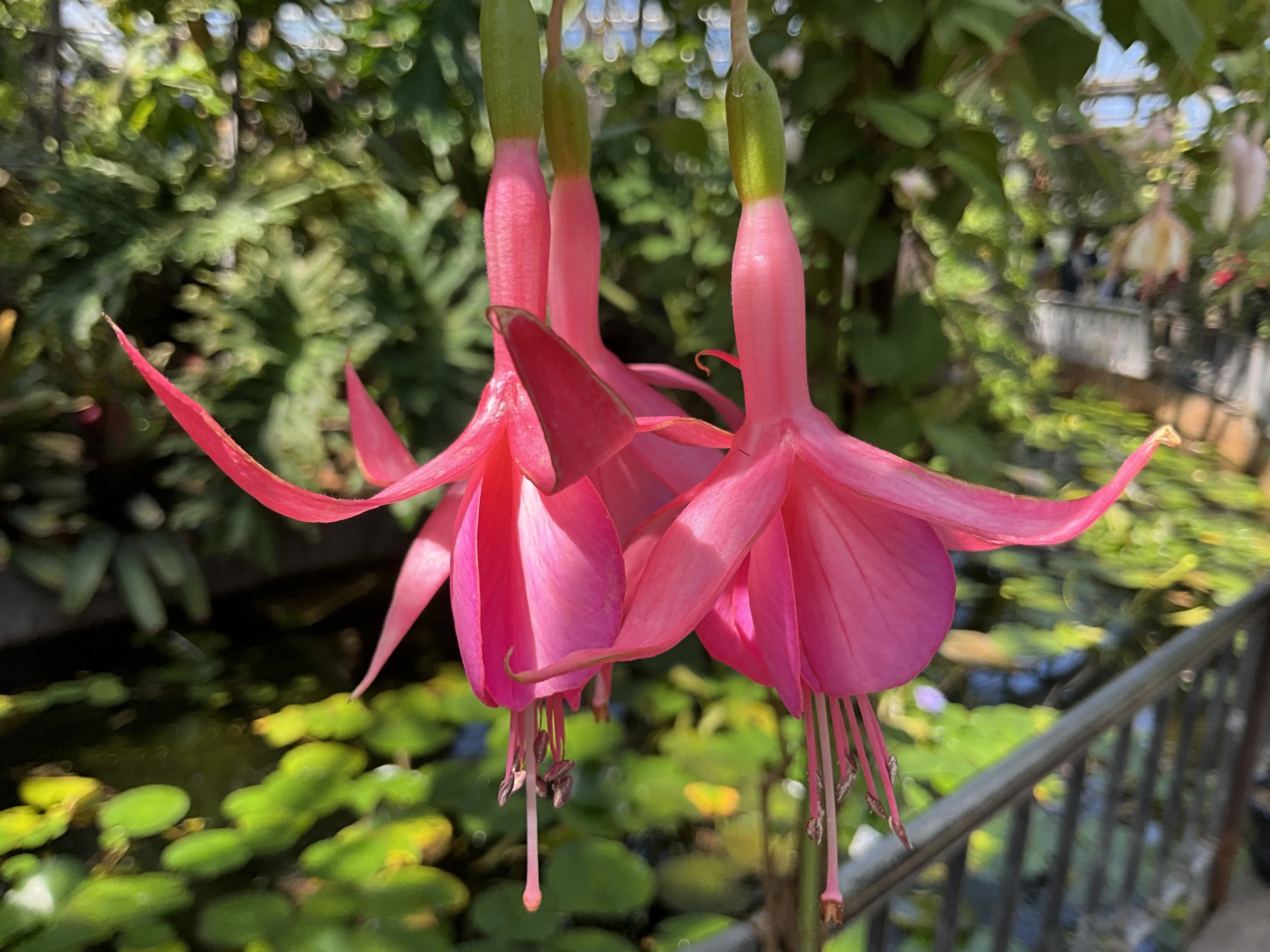 フクシア 'ジャック・シャハン'（京都府立植物園）：2026年4月21日（火