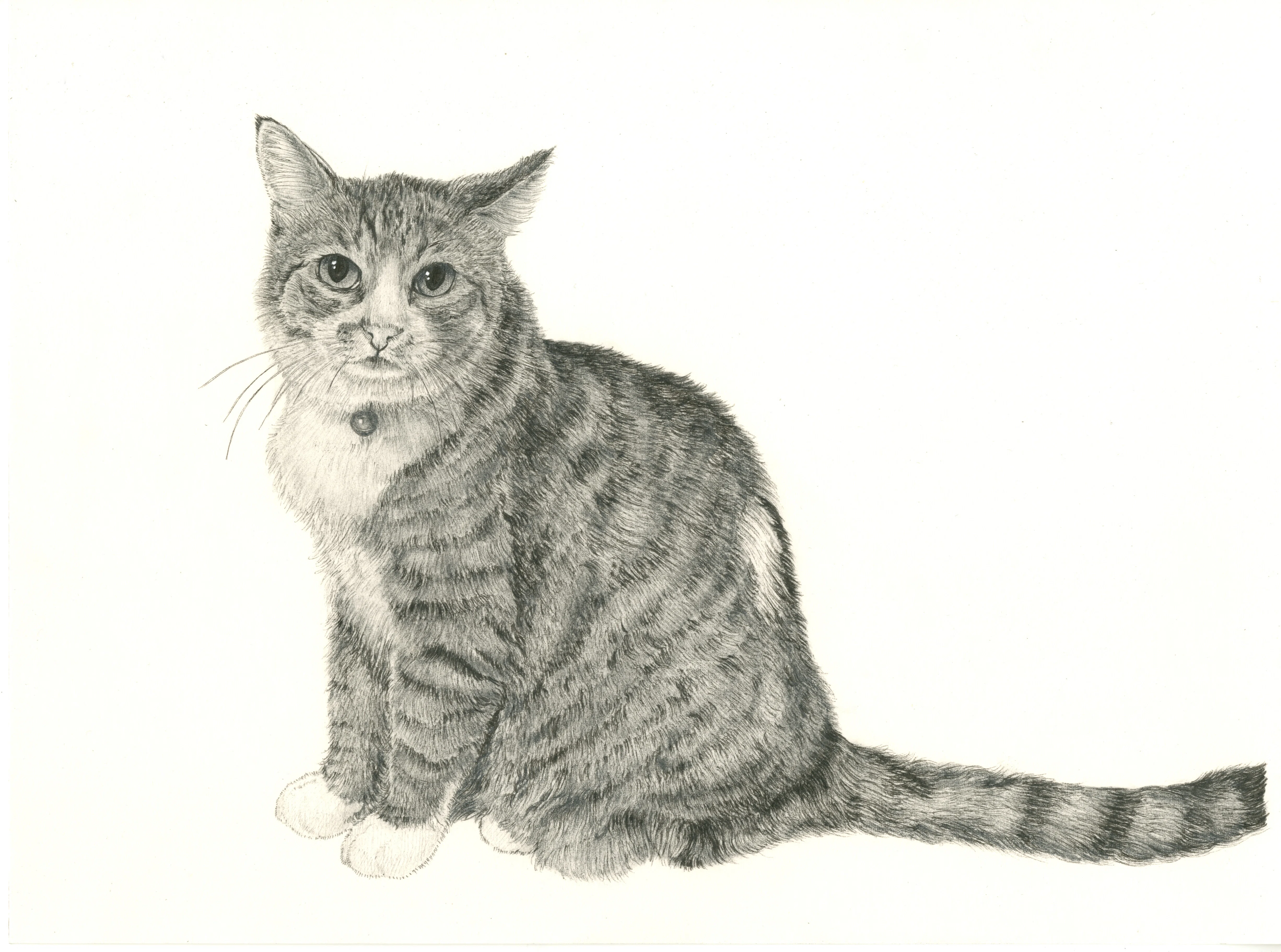今週の猫】 Cat of the Week 2026/4/16｜山田貴裕