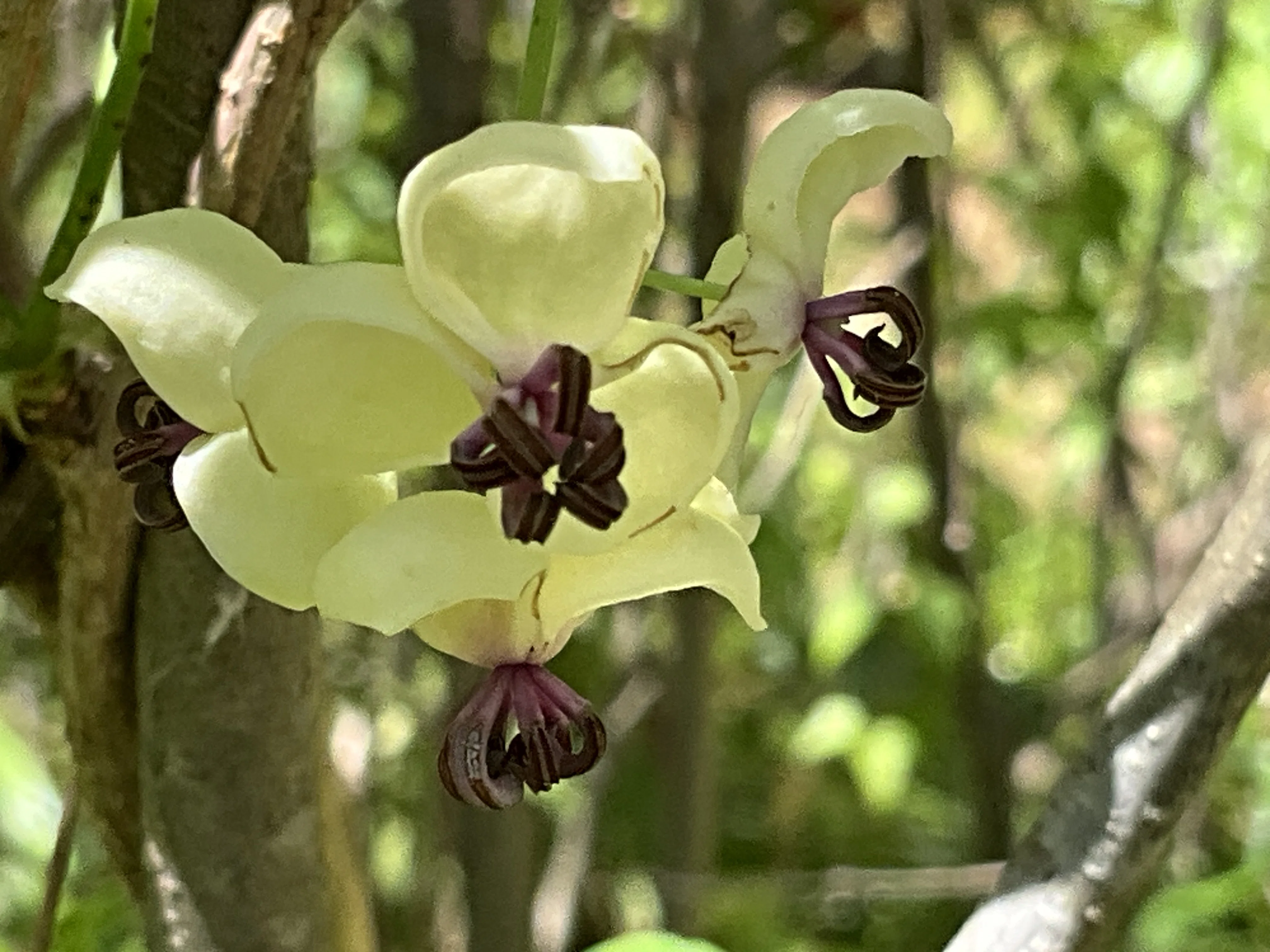 アケビの雌花（京都府立植物園）：2026年4月16日（木）｜藤井秀昭