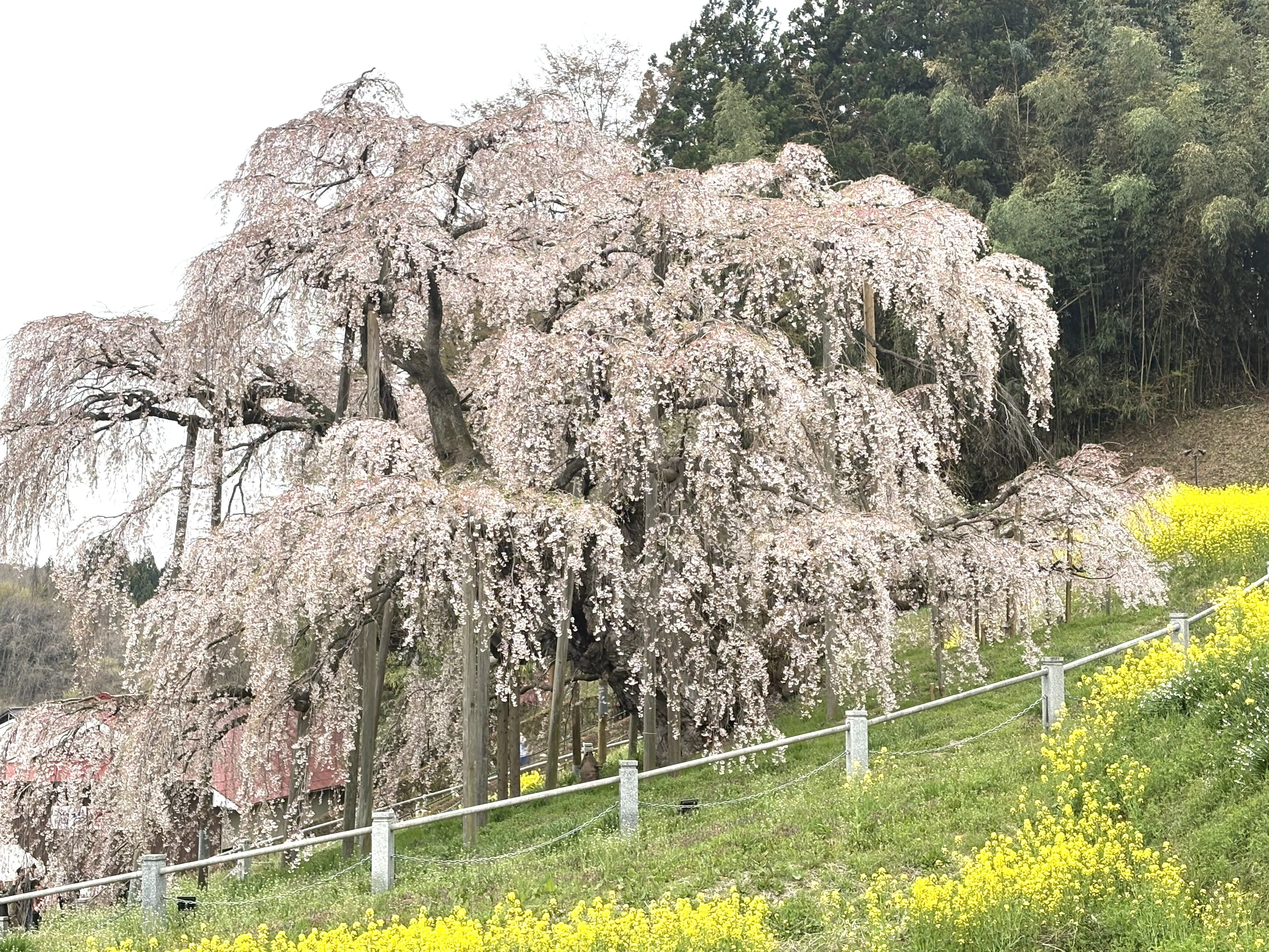 桜前線を追いかけて伝統を感じる｜WAKO PREMIUM