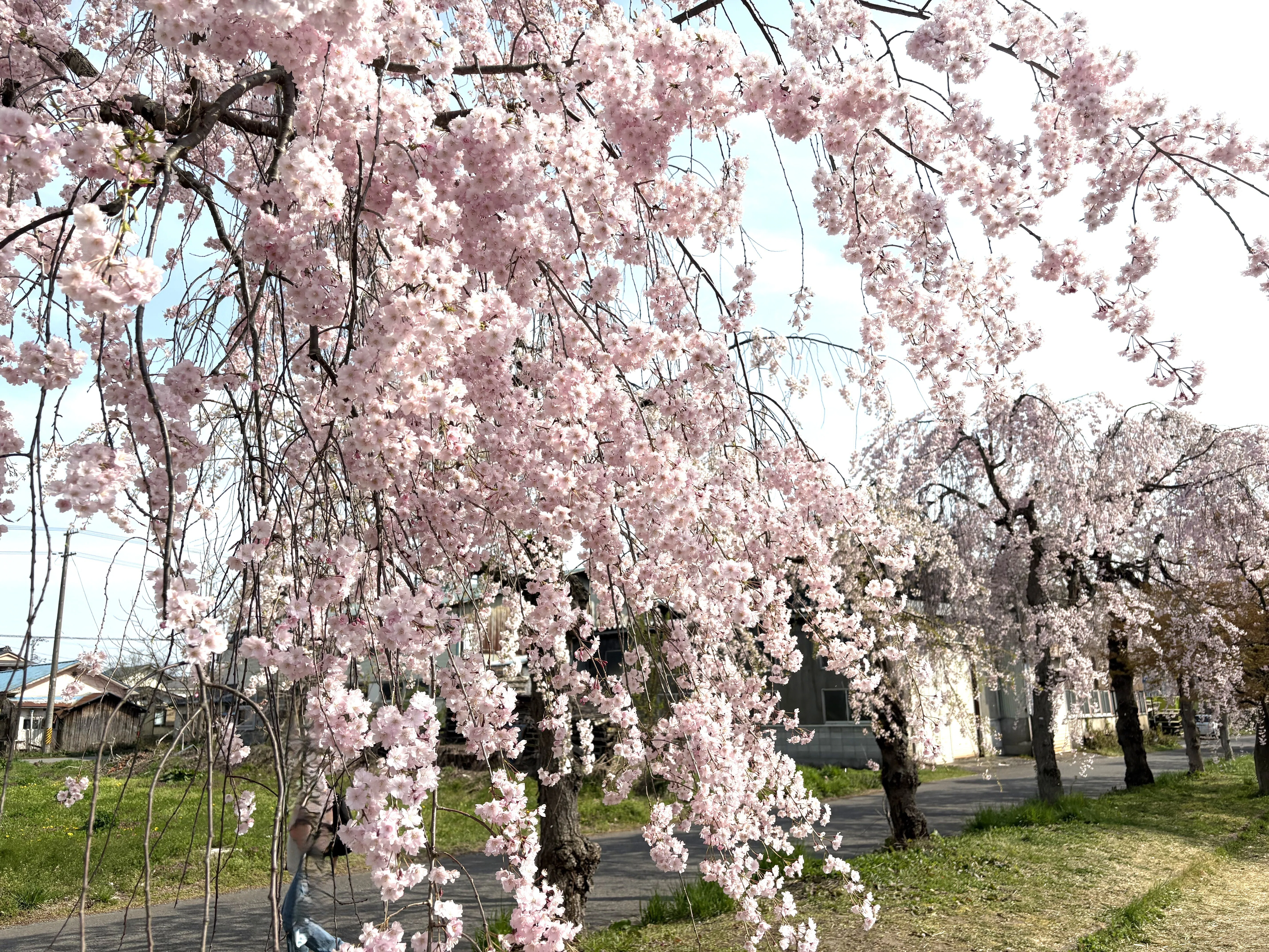 桜前線を追いかけて伝統を感じる｜WAKO PREMIUM