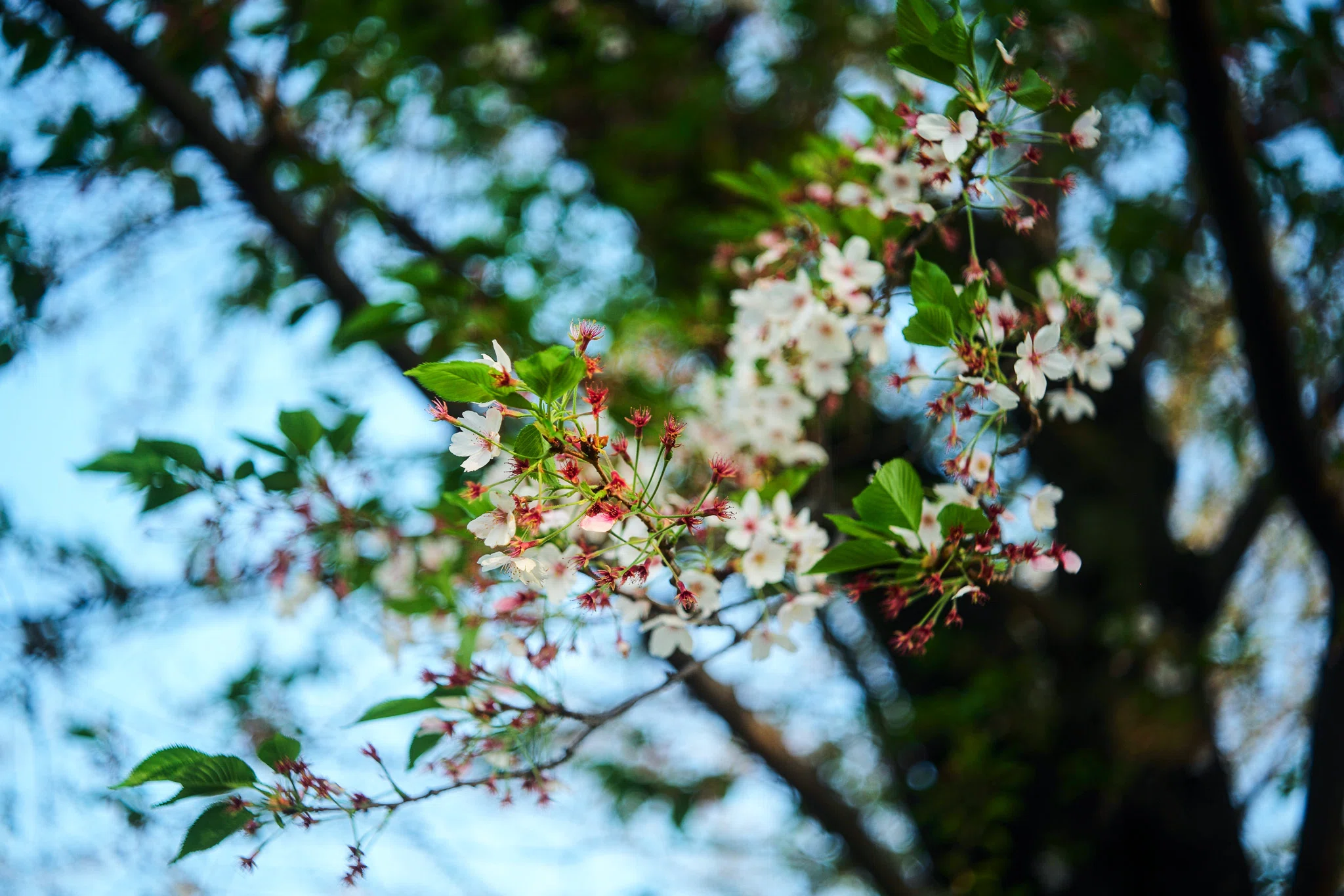 ☆美品☆CHIYOKO SUPER ROKKOR 5cm F2.8 C#1288 CHIYOKO SUPER ROKKOR 5cm