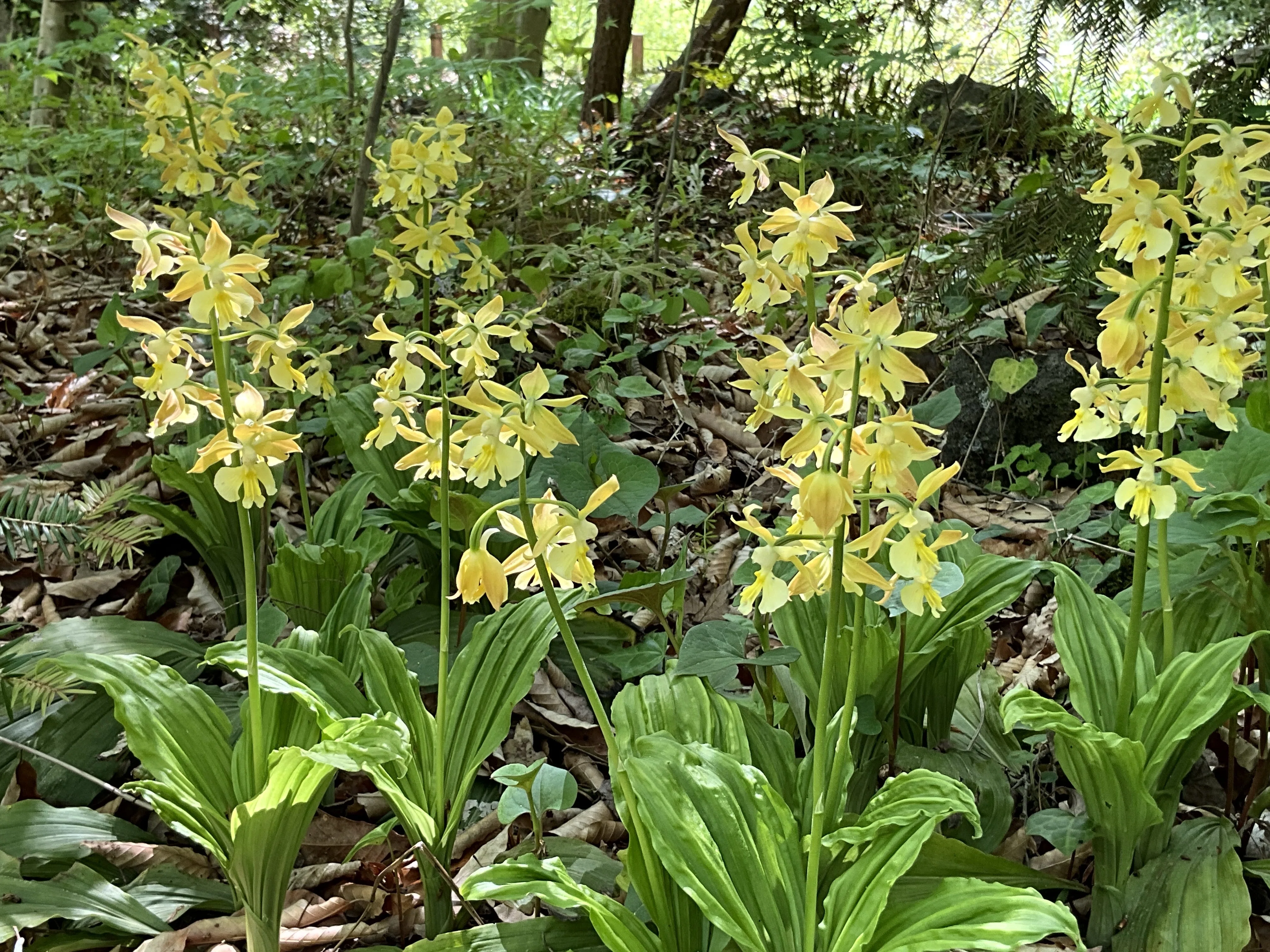 キエビネ（黄海老根）大株20芽以上 キエビネ（京都府立植物園）：2026年4月17日（金）｜藤井秀昭（『京都