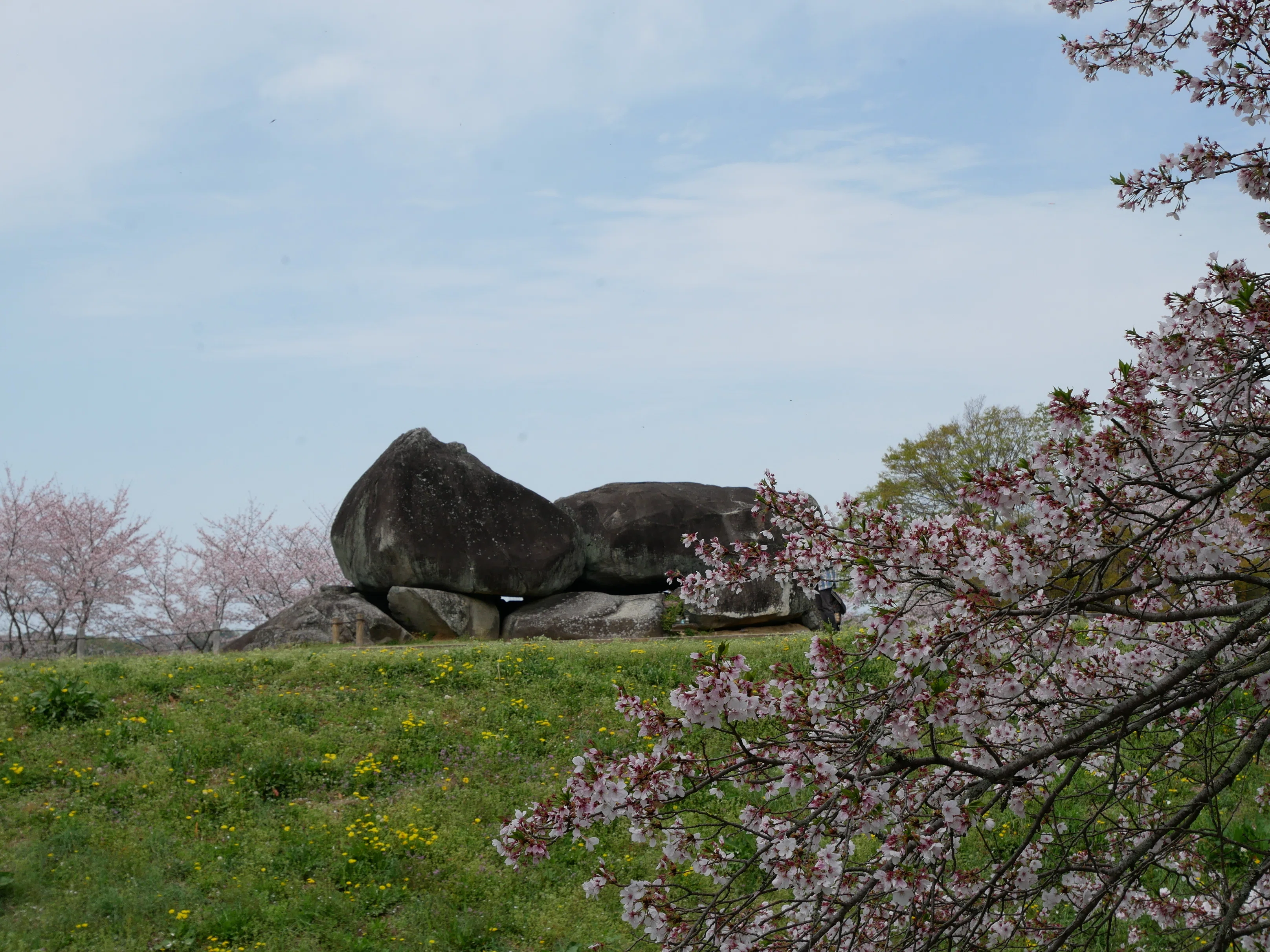 682 石舞台古墳、春の光景──桜と菜の花が彩る明日香の里｜揺蕩う旅人