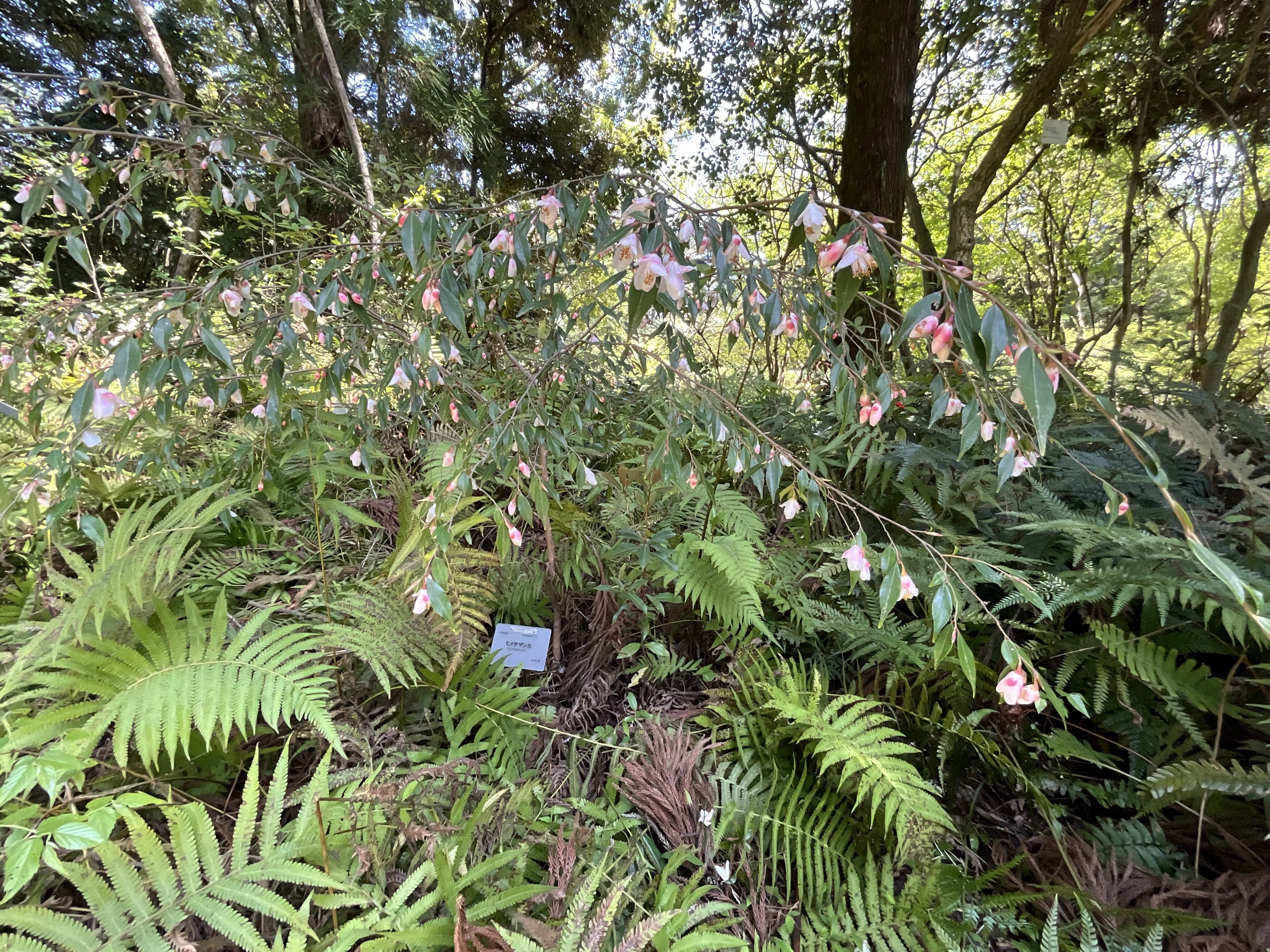 ヒメサザンカ（京都府立植物園）：2026年4月20日（月）｜藤井秀昭