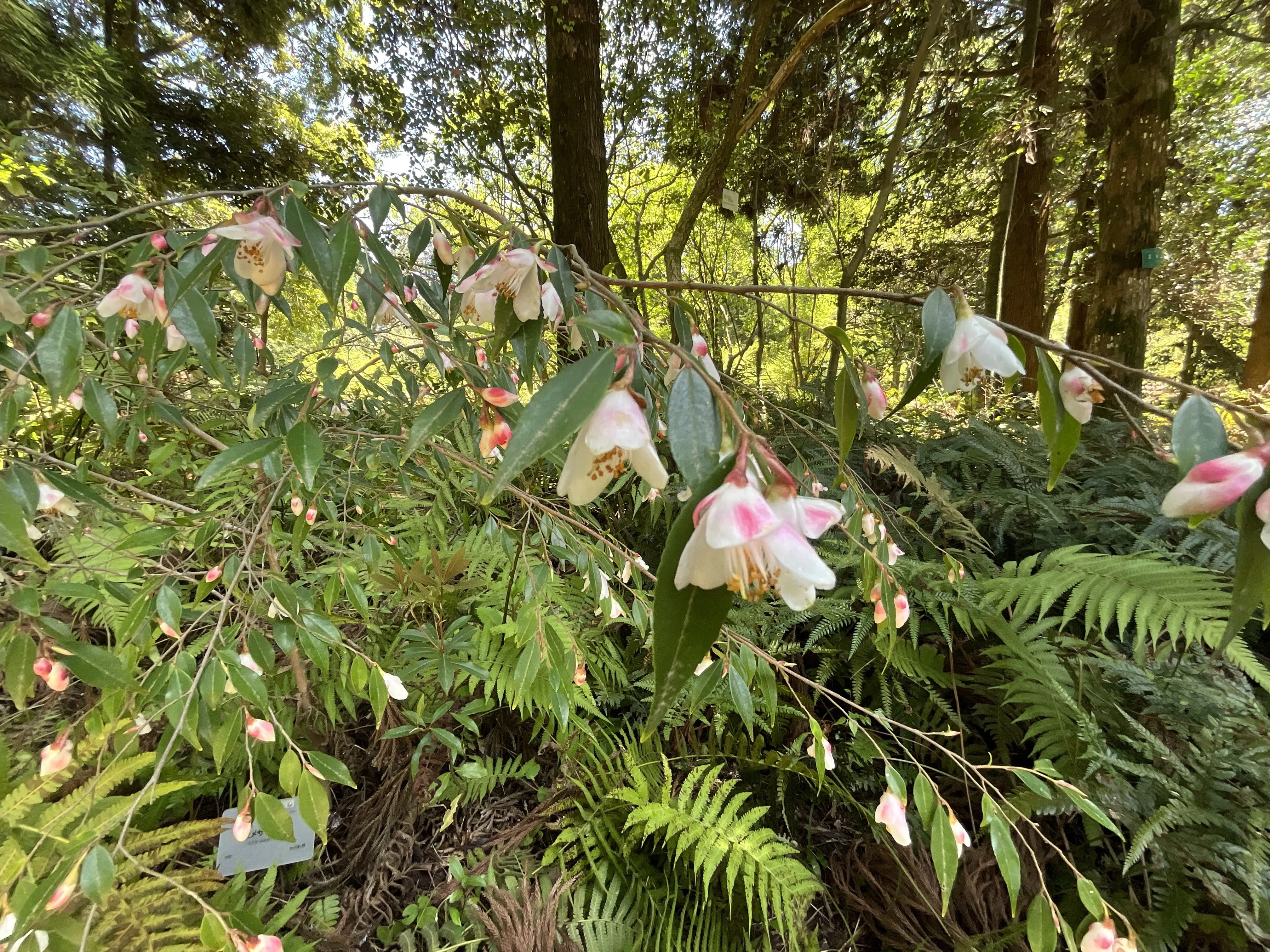 ヒメサザンカ（京都府立植物園）：2026年4月20日（月）｜藤井秀昭