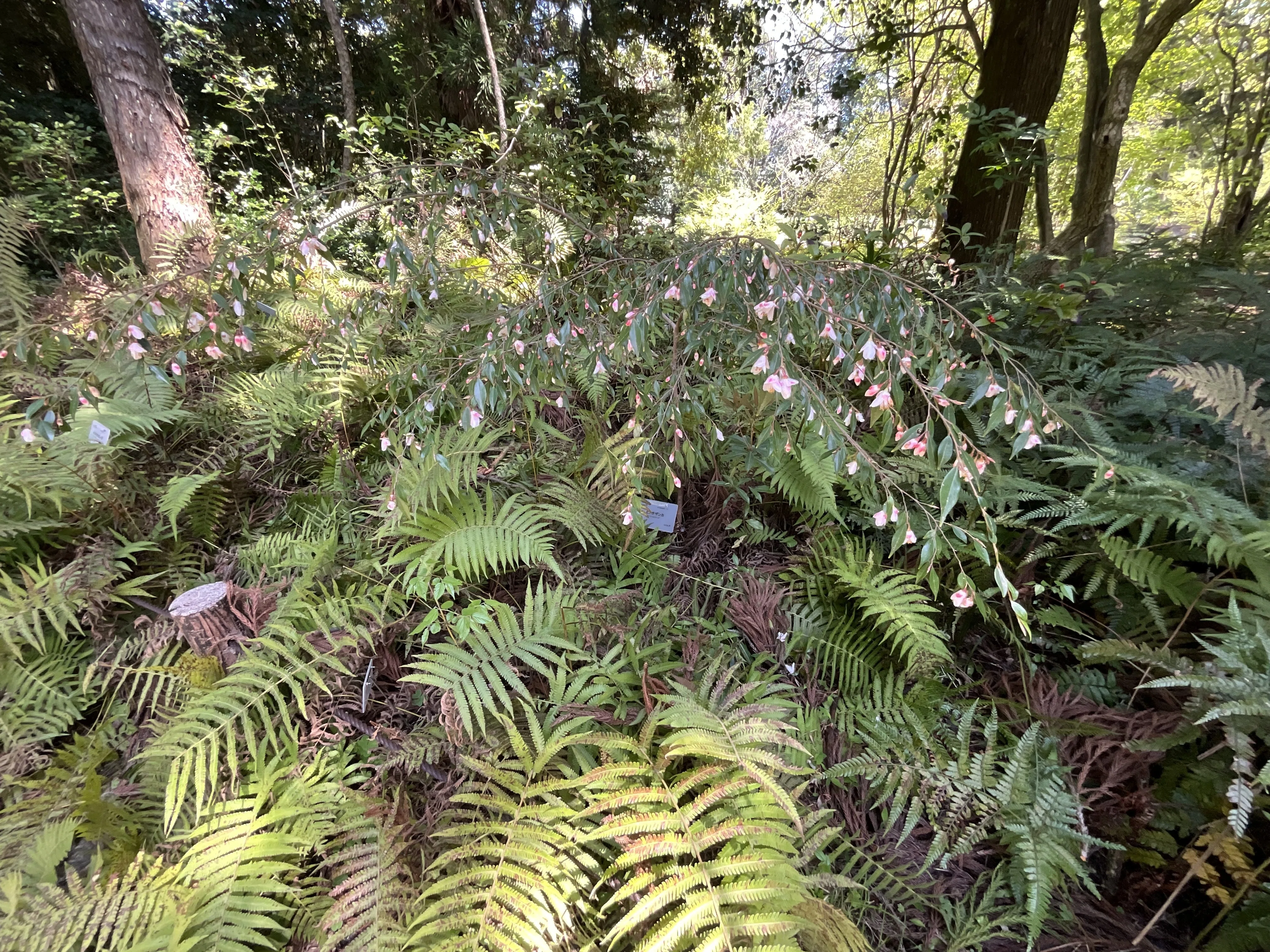 ヒメサザンカ（京都府立植物園）：2026年4月20日（月）｜藤井秀昭