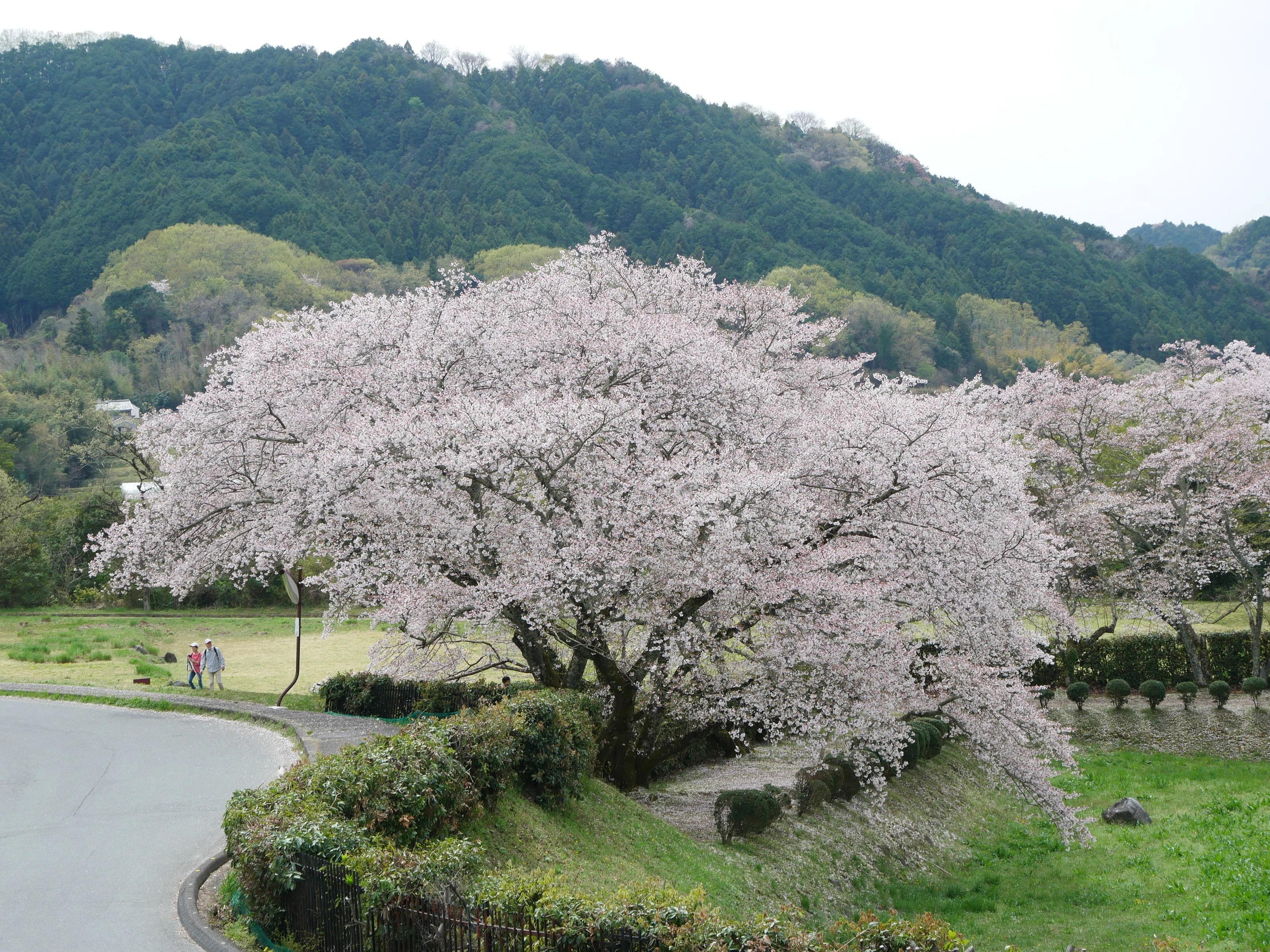 682 石舞台古墳、春の光景──桜と菜の花が彩る明日香の里｜揺蕩う旅人