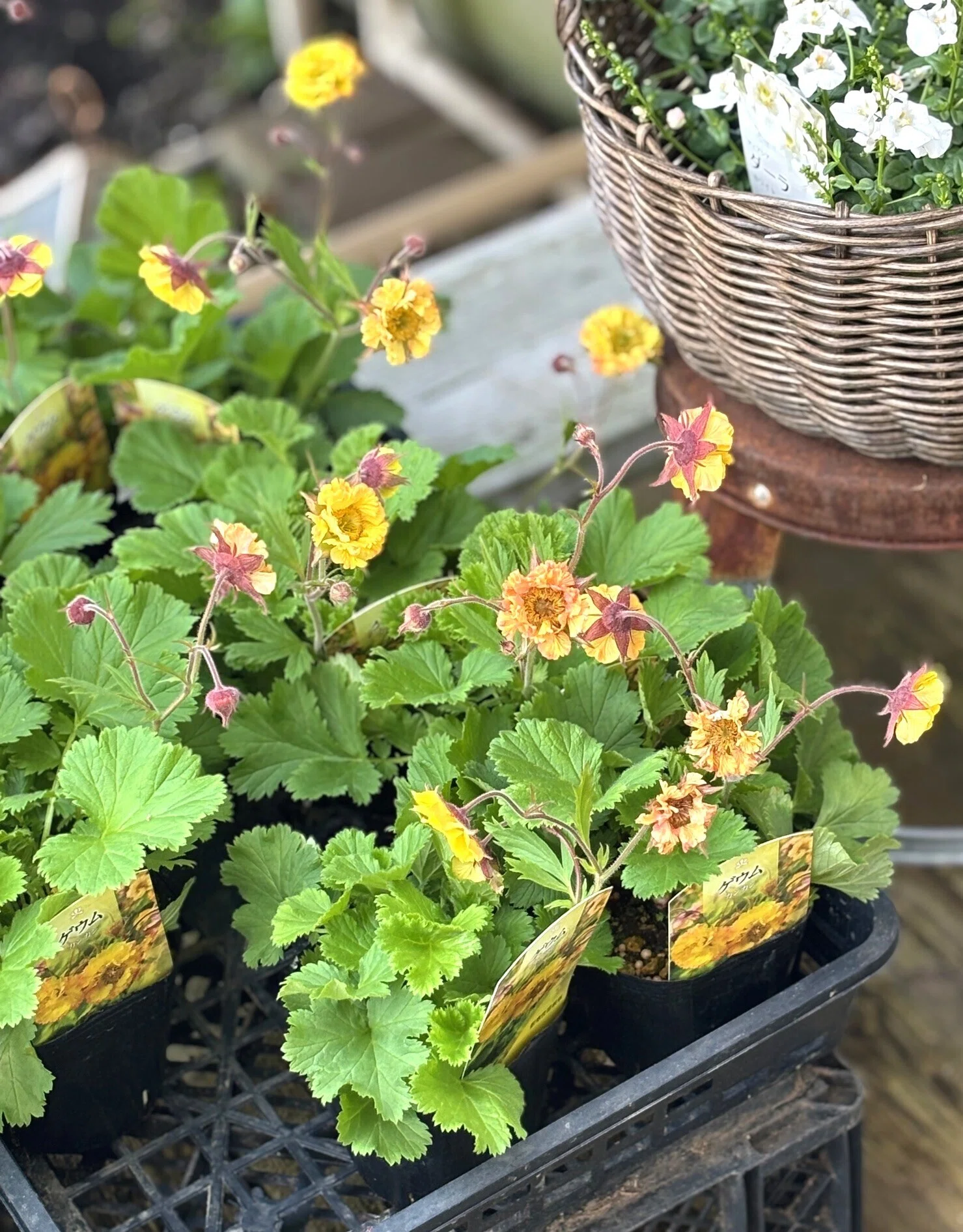 今週のお花（4月16日）｜sola og planta 作業日誌
