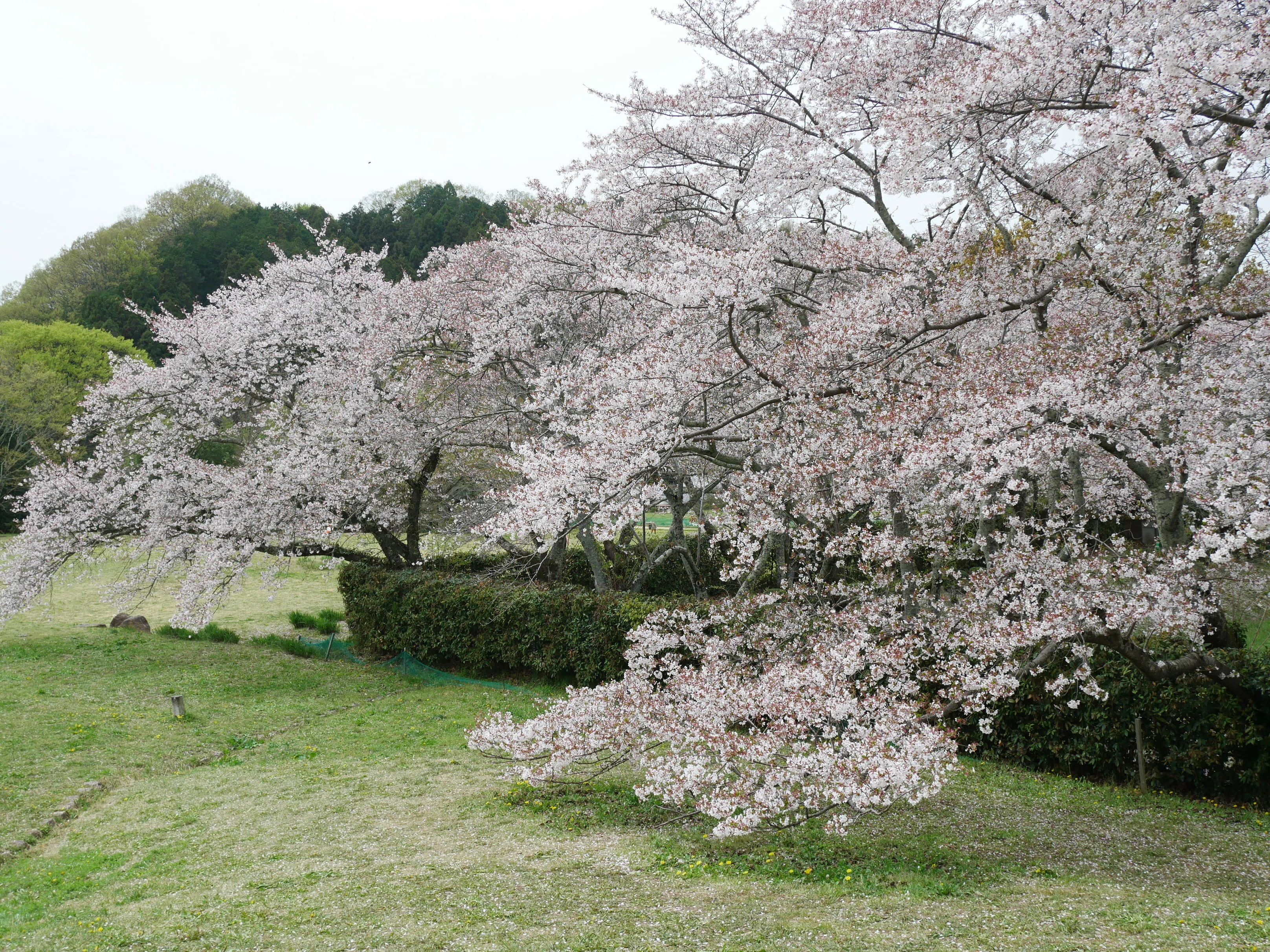 682 石舞台古墳、春の光景──桜と菜の花が彩る明日香の里