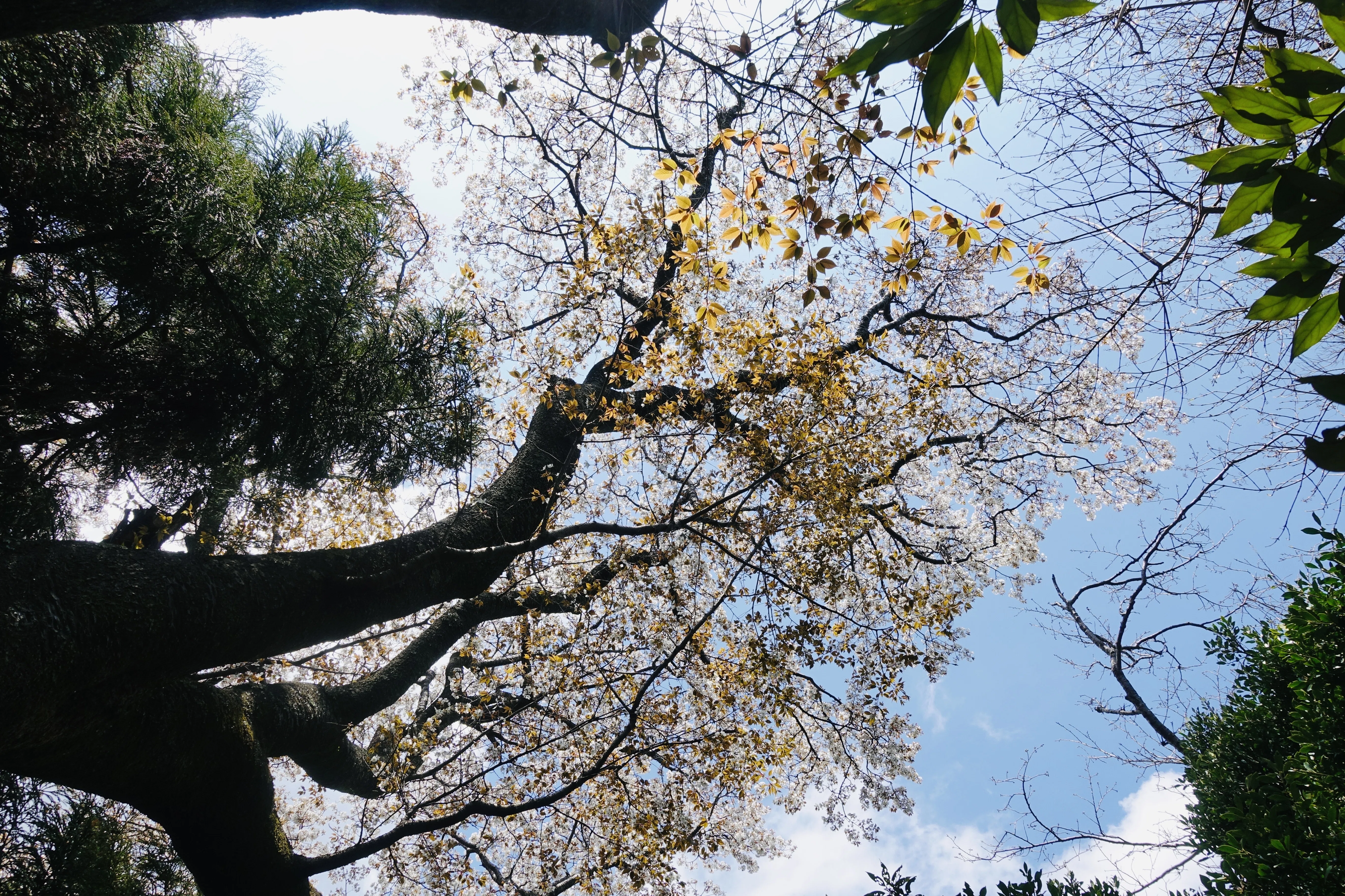 山桜を眺めながら 自分の身体くらい自分で守りたい｜たまこ